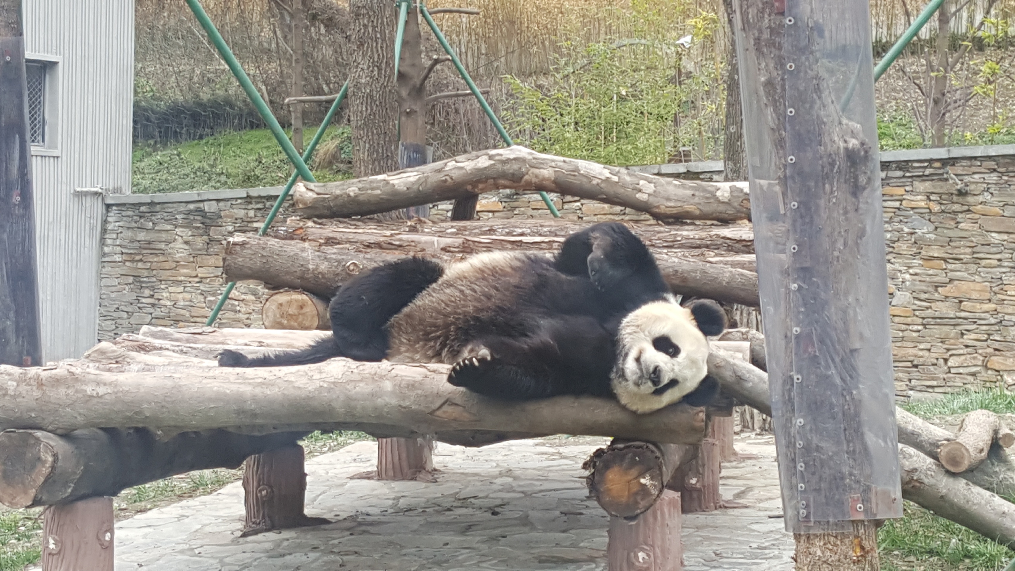 卧龙中华大熊猫苑神树坪基地