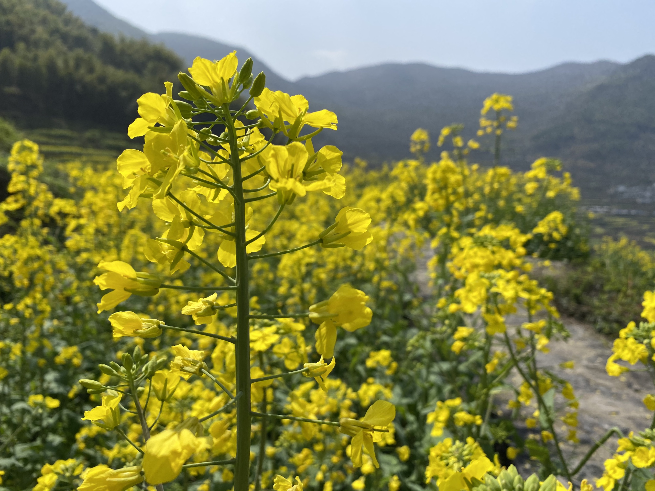 覆卮山-田园空阔无桃李，一段春光属菜花；新年的第一次踏青，金黄的油菜花已经开遍了山野。