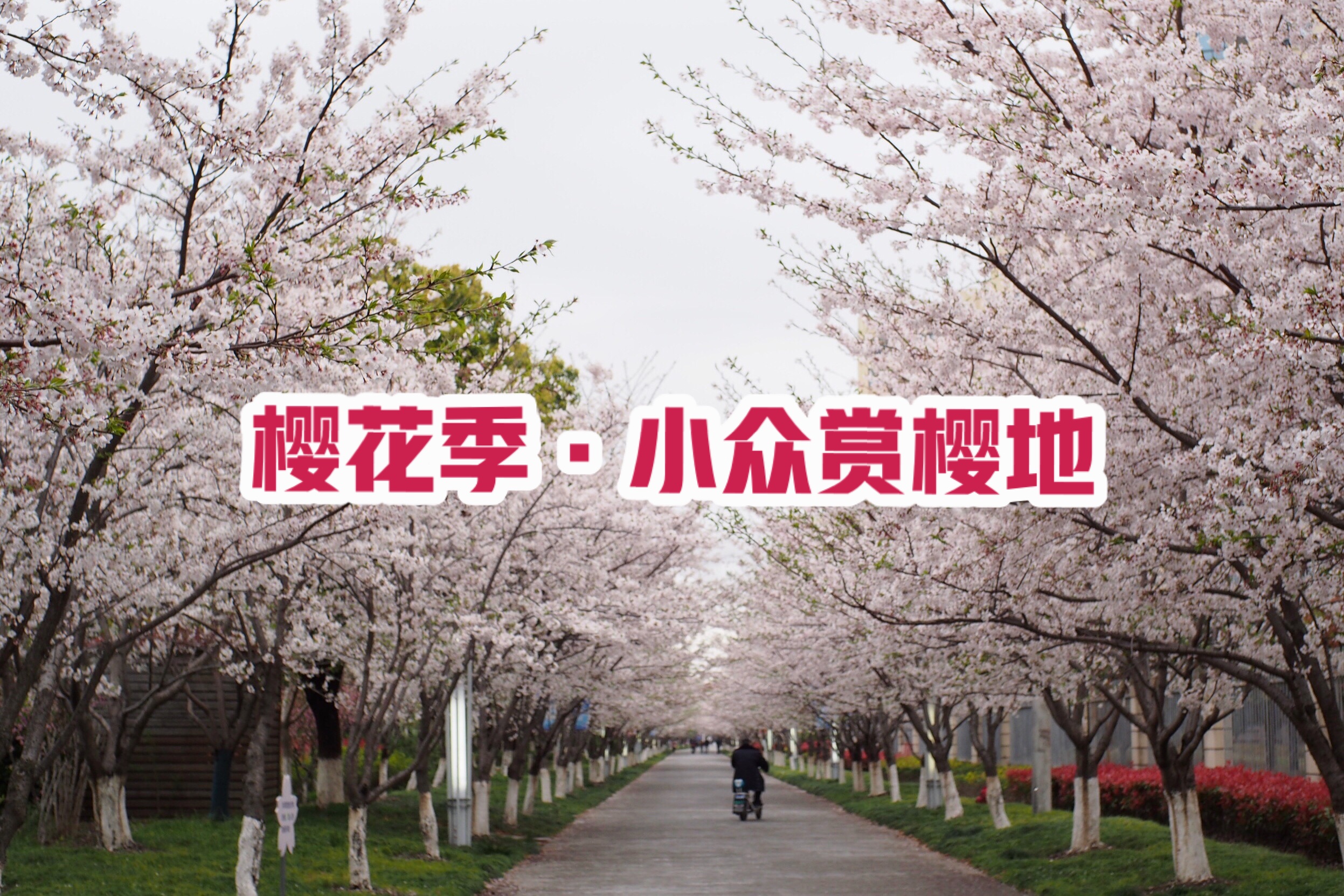樱花季-每年的樱花季高东樱花园游人不断