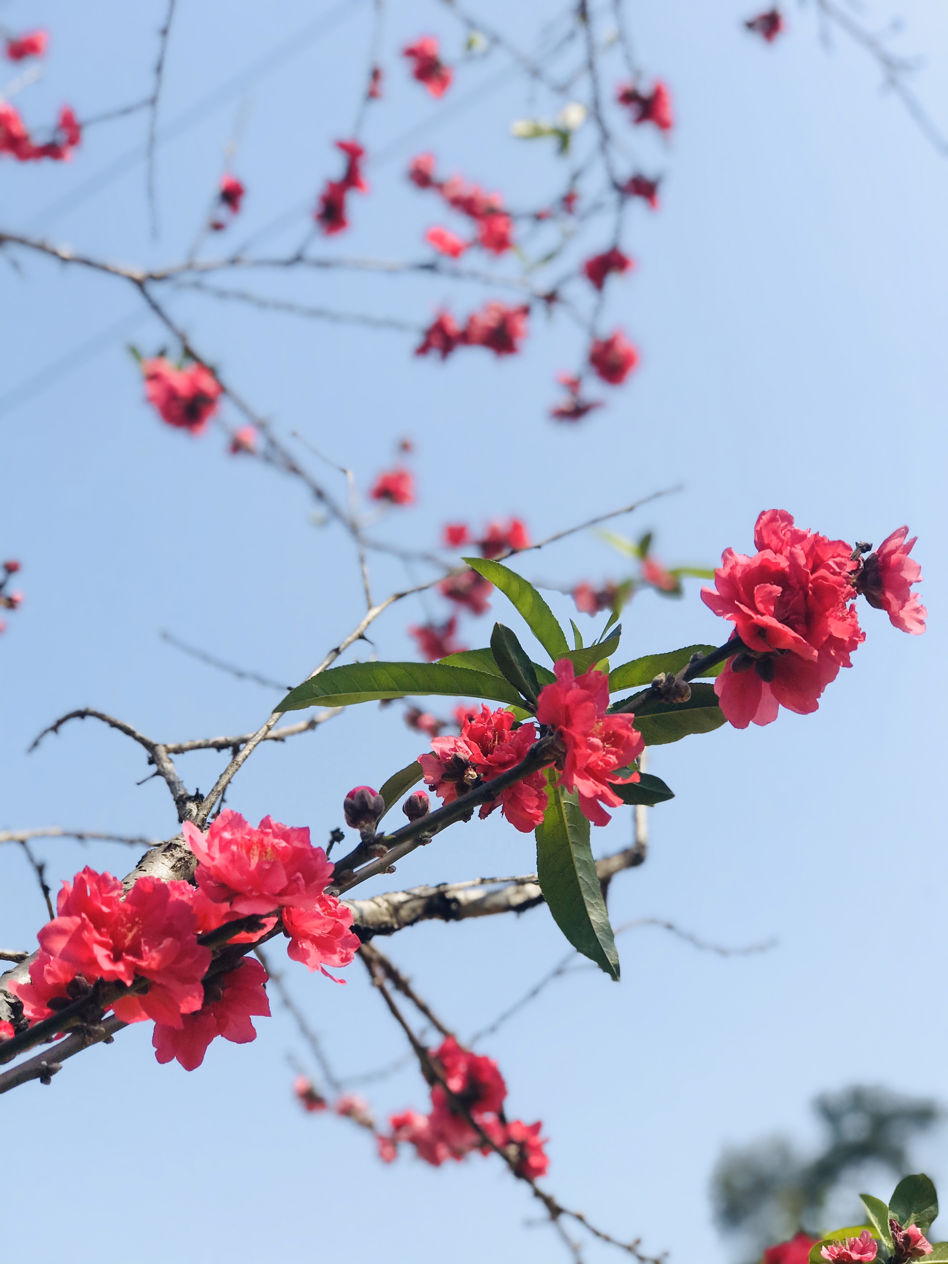 春天本来就是踏青赏花的好季节_厦门忠仑公园