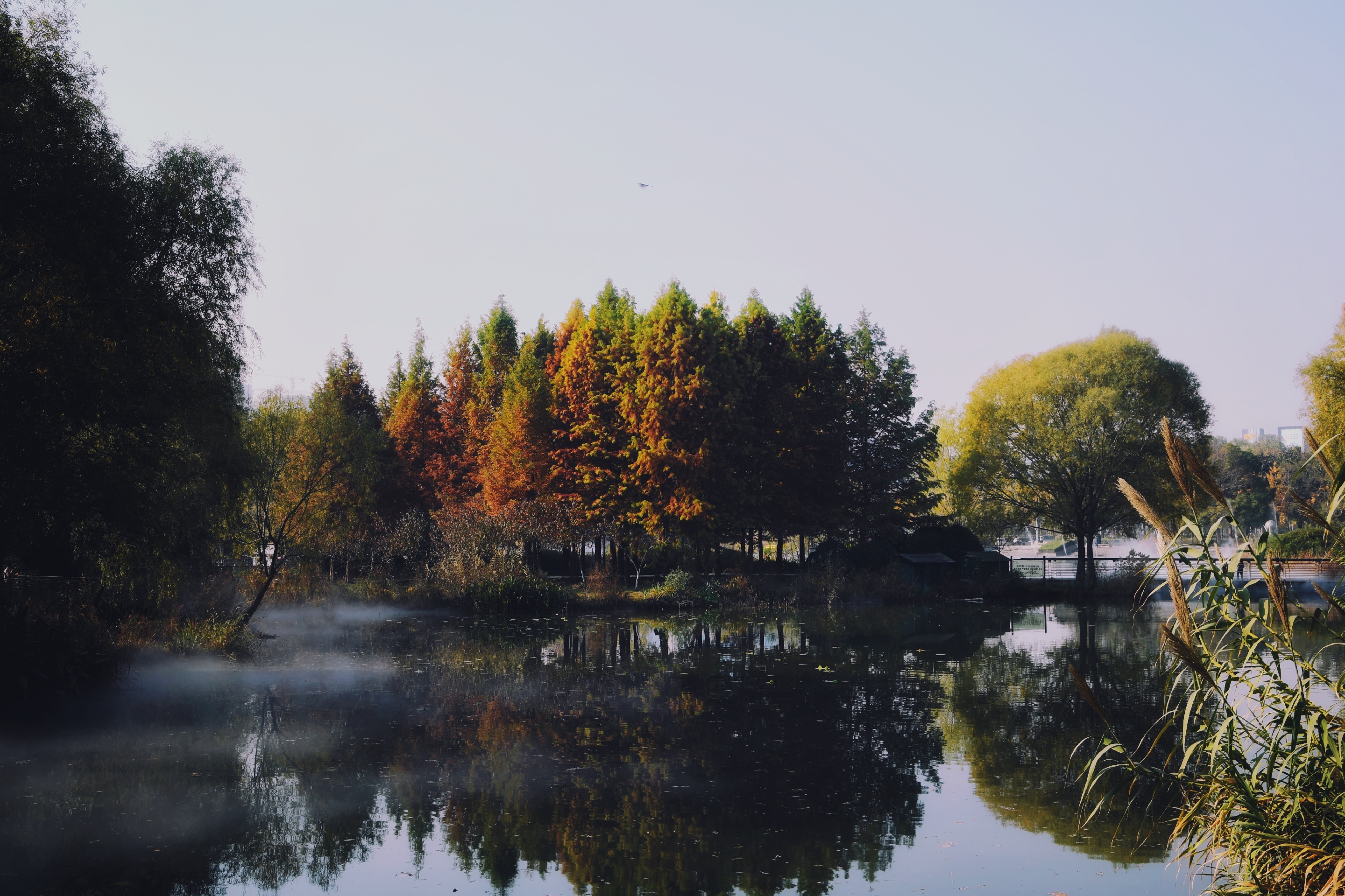秋来郑州植物园|荆溪白石出，天寒红叶稀。