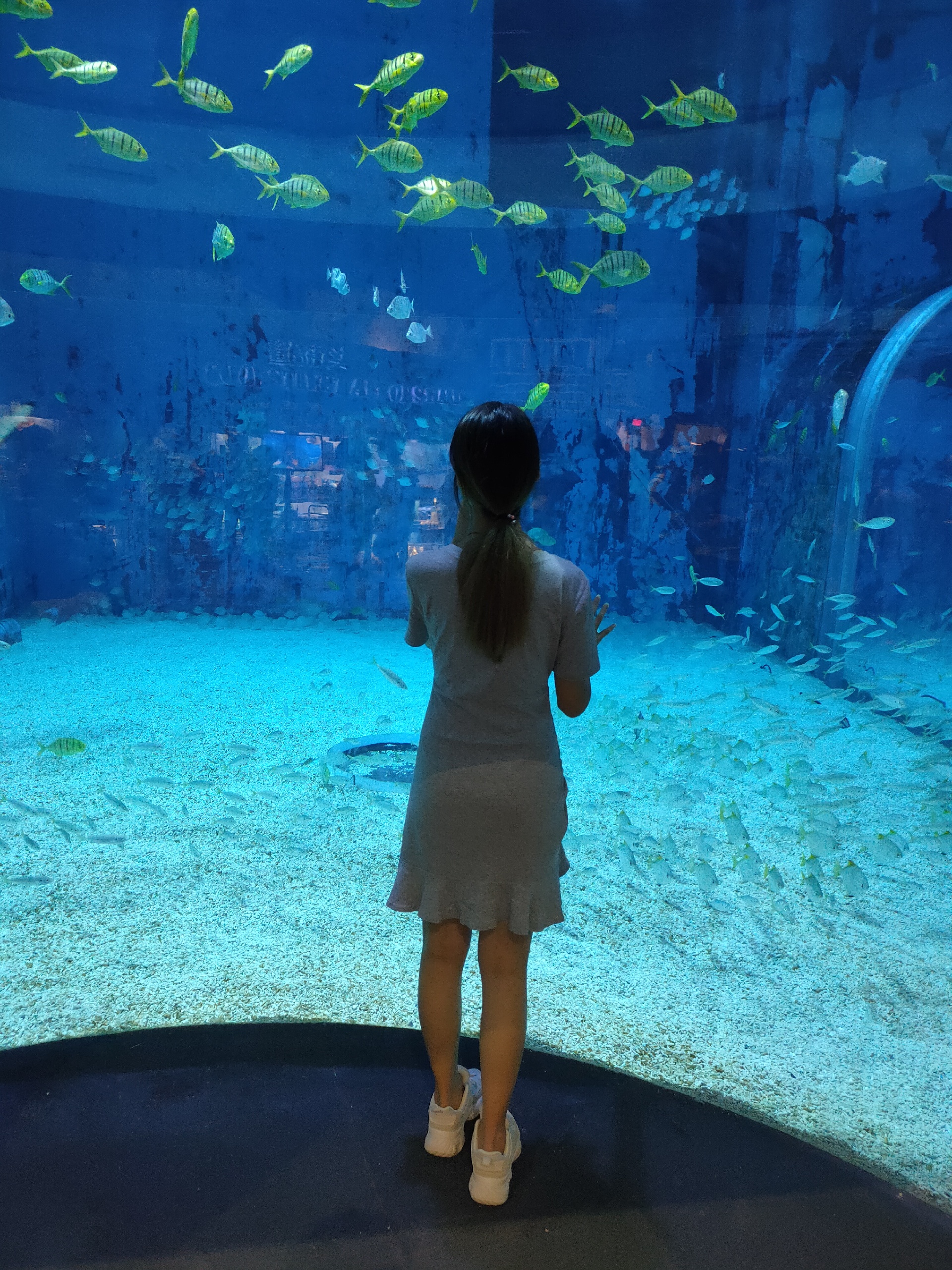 北京海洋馆比动物园有看头，但是没有长长隧道的那种，有短的