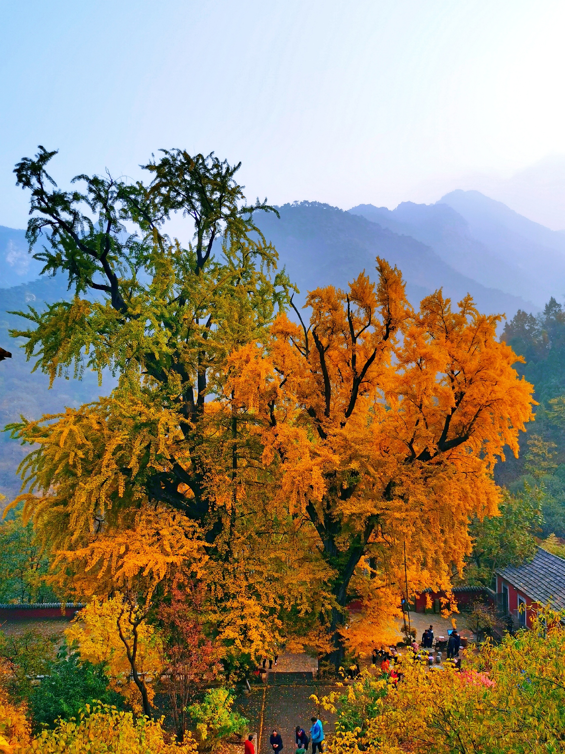 玉泉寺  一树黄金一树诗！深秋，是玉泉寺最美的时候，