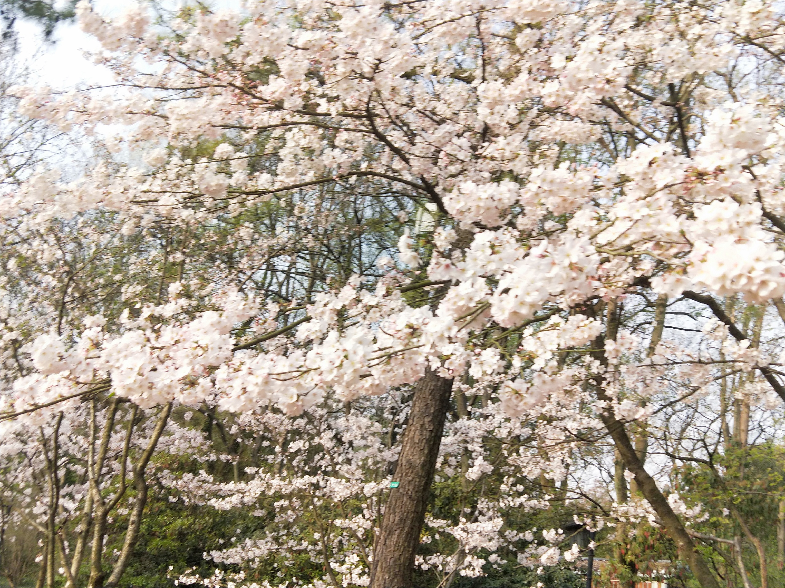 300余株盛开的樱花遇见郁金香_太子湾公园