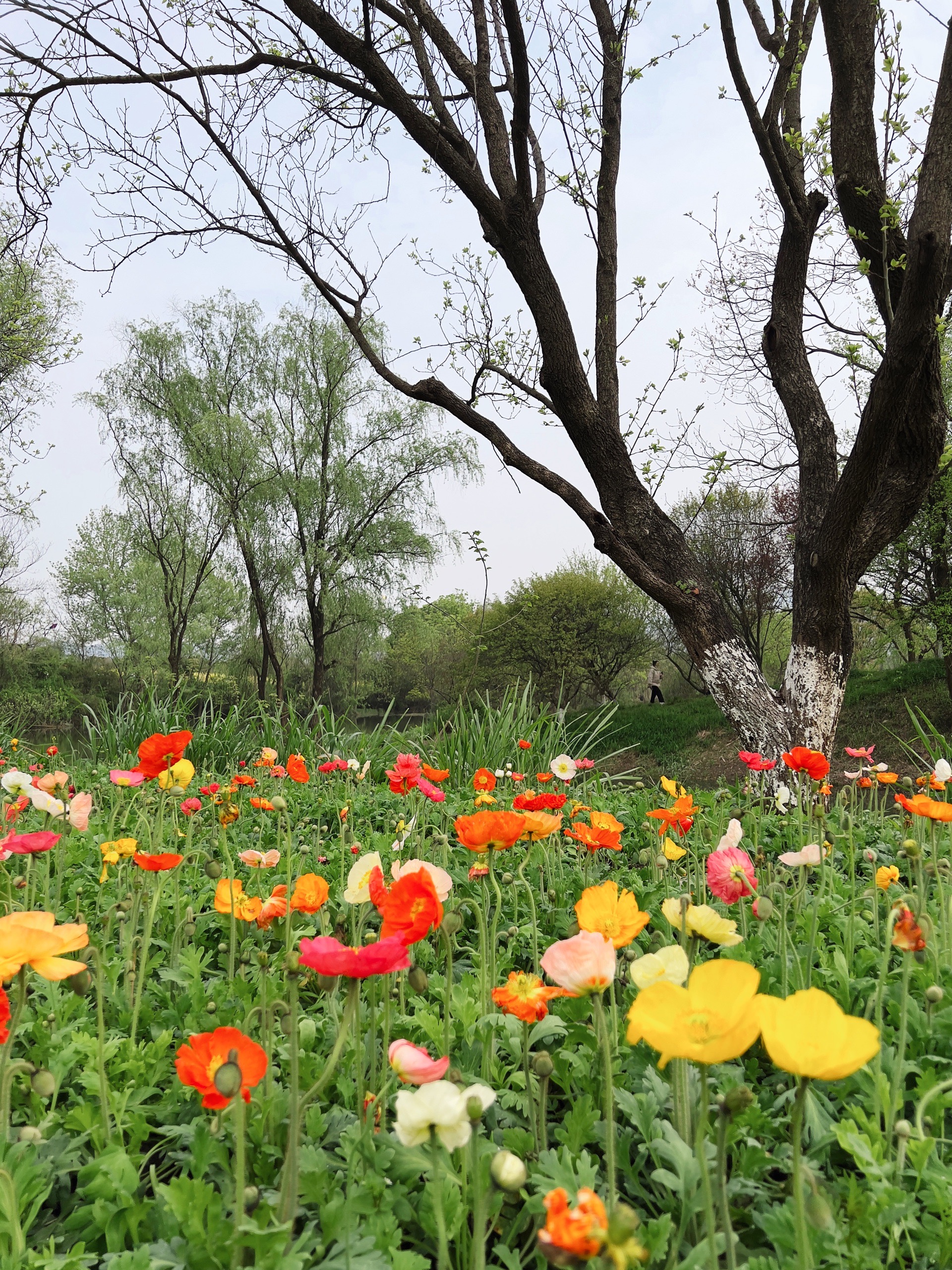 杭州西溪花朝节开幕啦，快去踏青赏百花！_西溪国家湿地公园