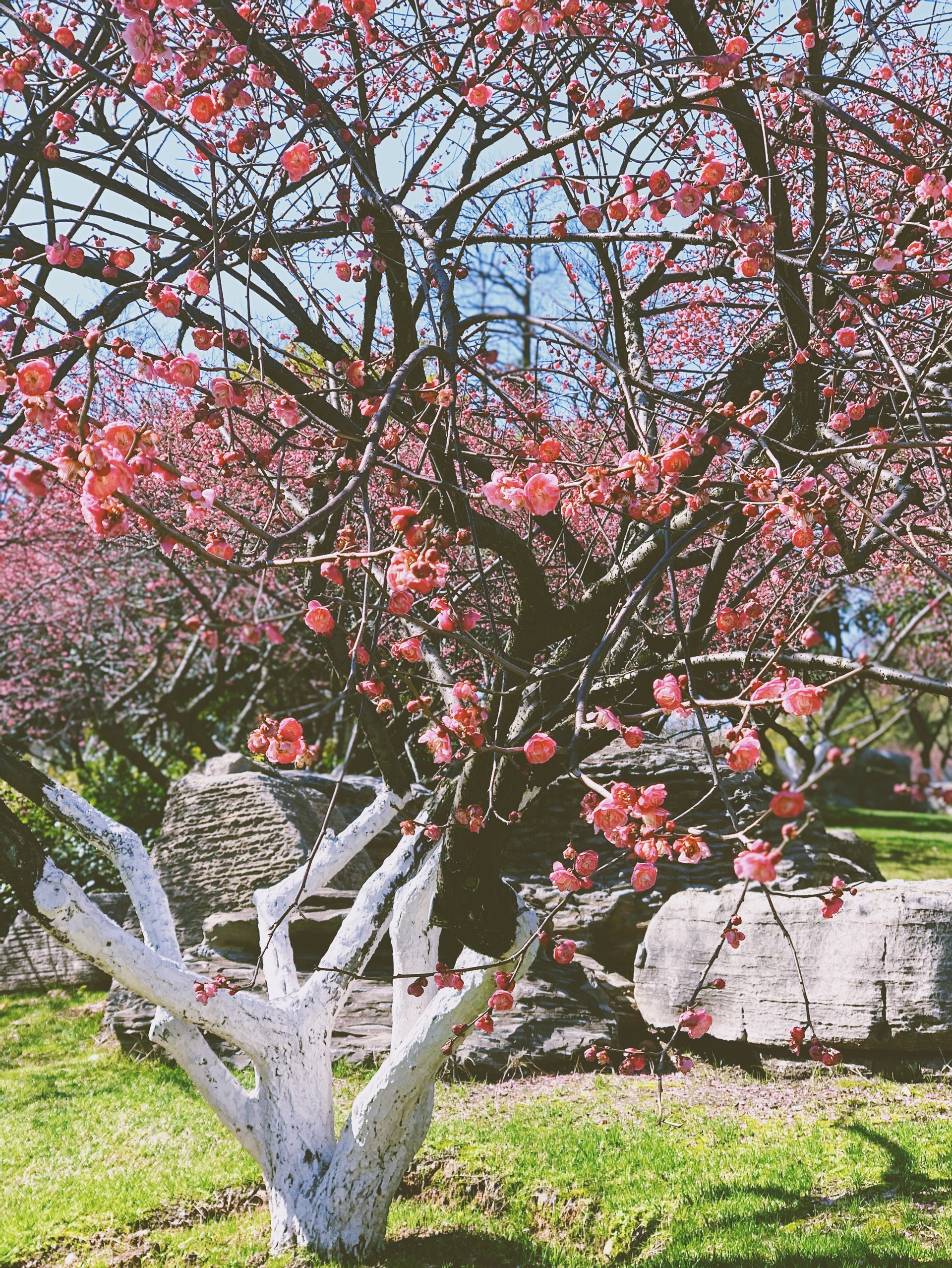 长沙花团锦簇的初春像极了童话-沙湾公园