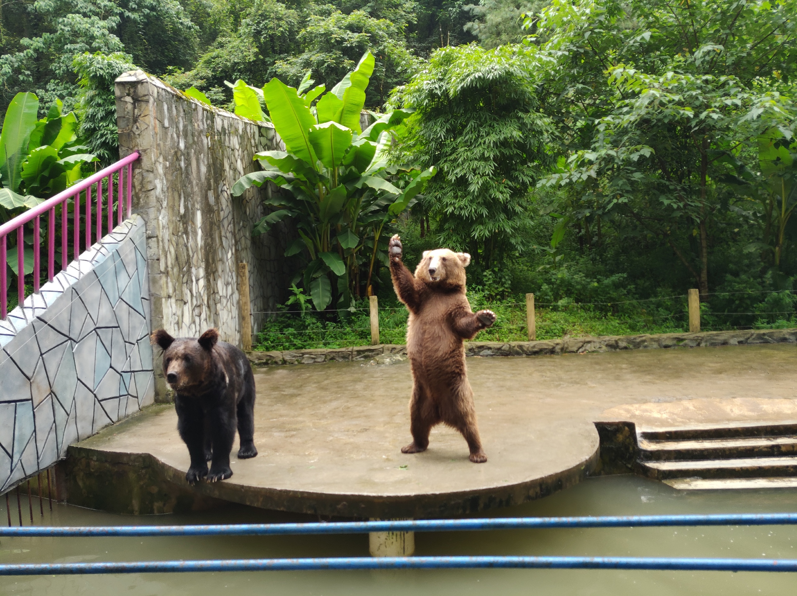 去朋友工作的地方旅行_贵州森林野生动物园