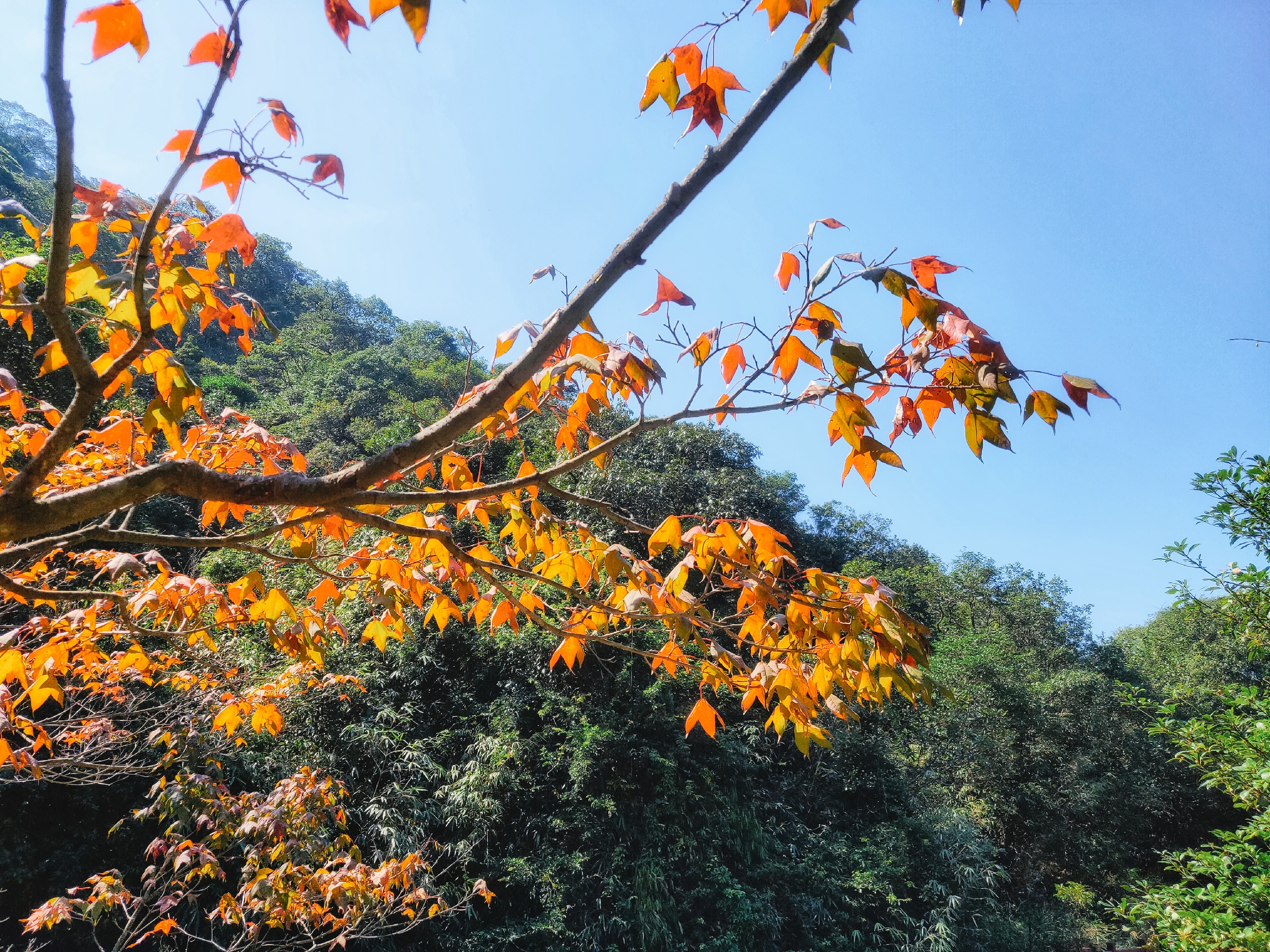 广州周末走进森林深处-石门国家森林公园