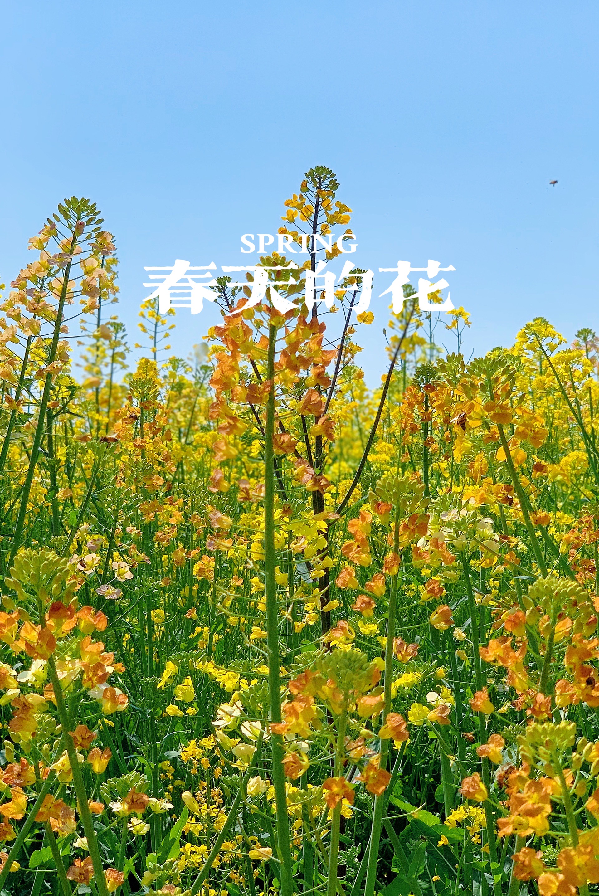 杭州湾国家湿地公园｜花有约，春不误，快把姐妹装进春天吧