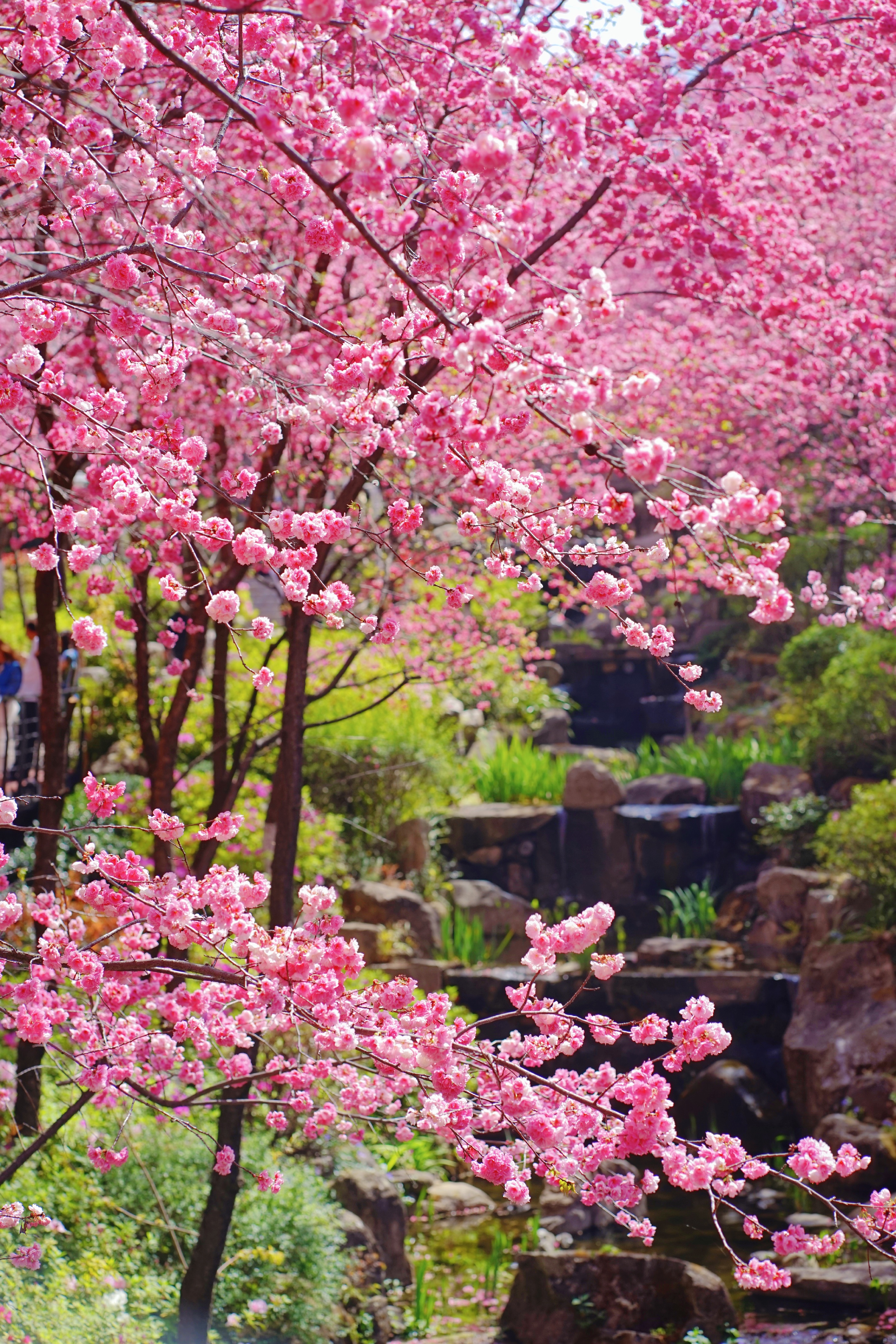 三月樱花璀璨，又是羡慕大理人的时节|大理赏樱花最美的地方