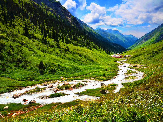 新疆旅游【年少时的母亲也有远游四方的梦啊】_巩乃斯国家森林公园
