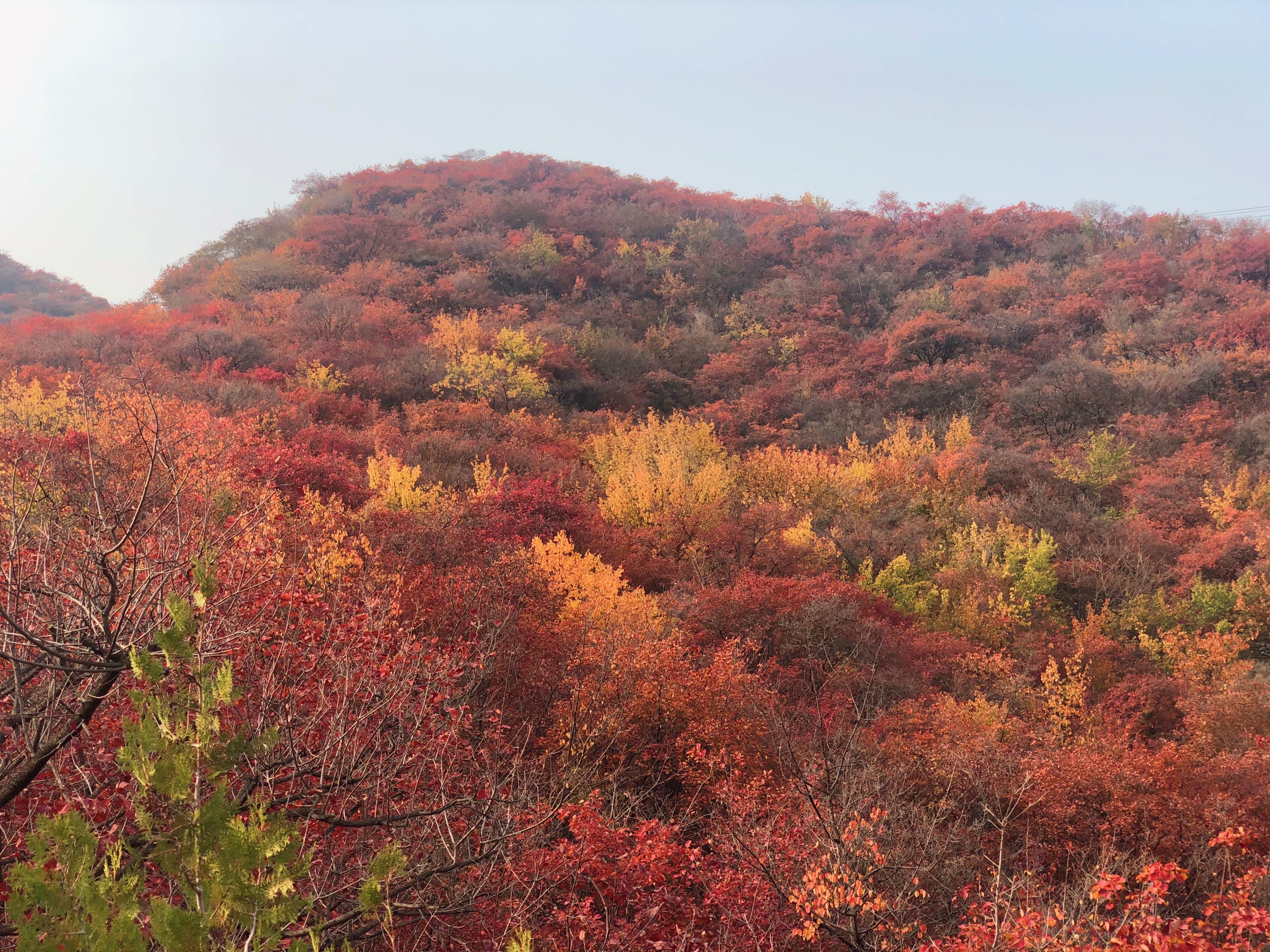 北京赏秋叶最好的地方-多彩坡峰岭