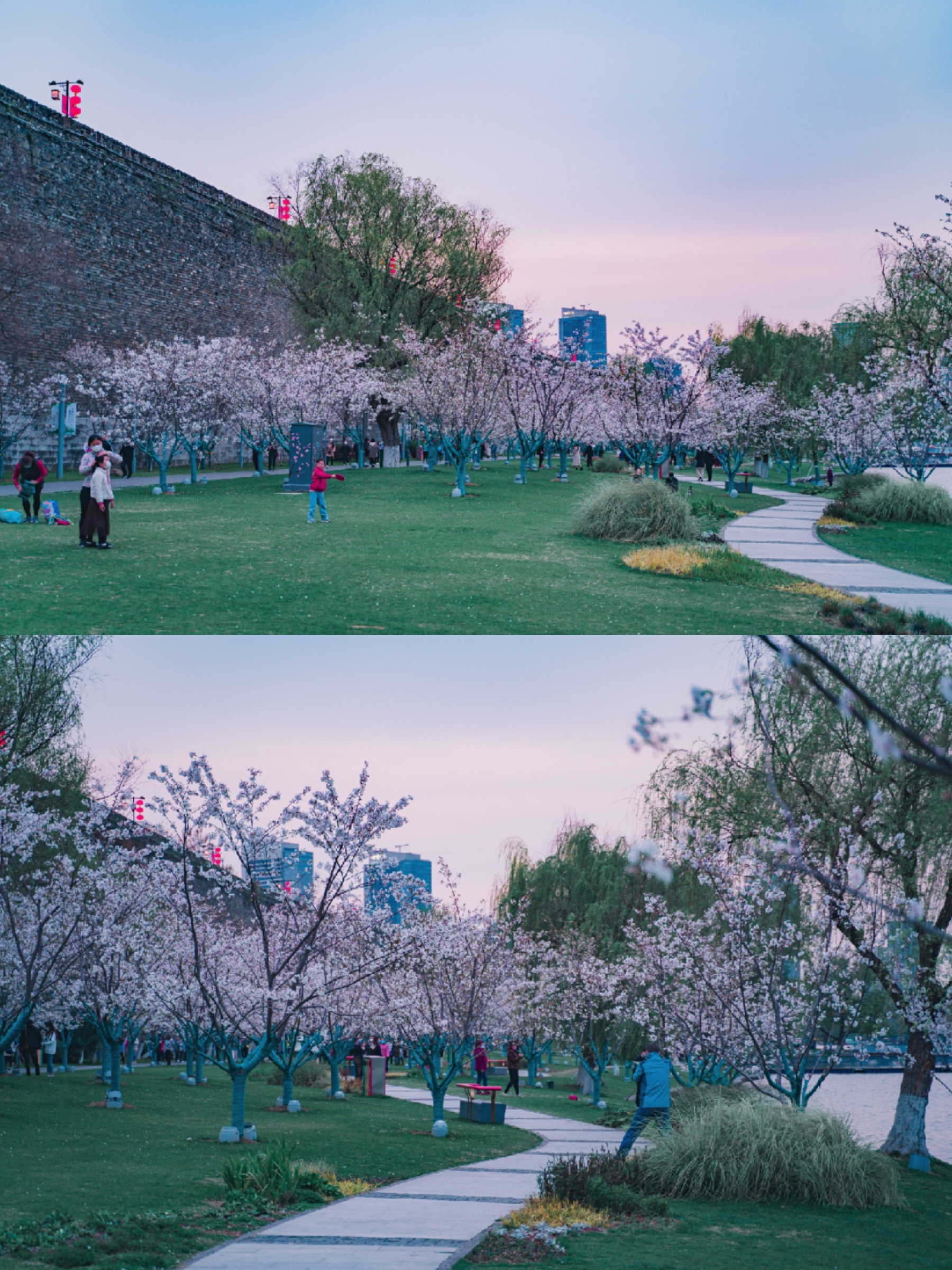 南京夜赏樱花，来这两个地方就对了-玄武湖+鸡鸣寺路