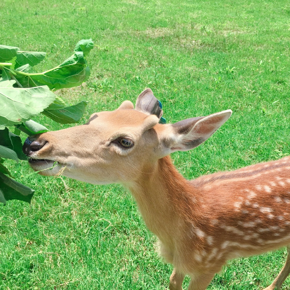 不用去日本，在重庆就可以和可爱的小鹿玩耍——重庆梅花鹿苑