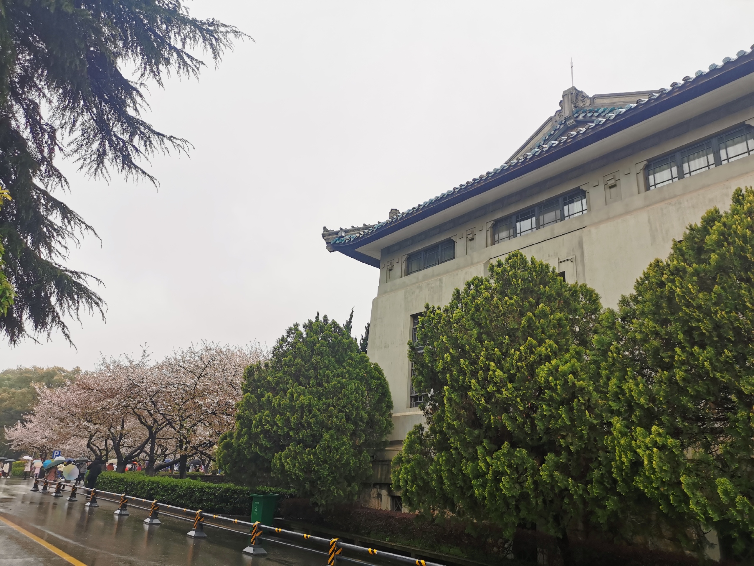 2021细雨蒙蒙中的武大，武汉大学樱花节 樱花已然没有那么繁茂，