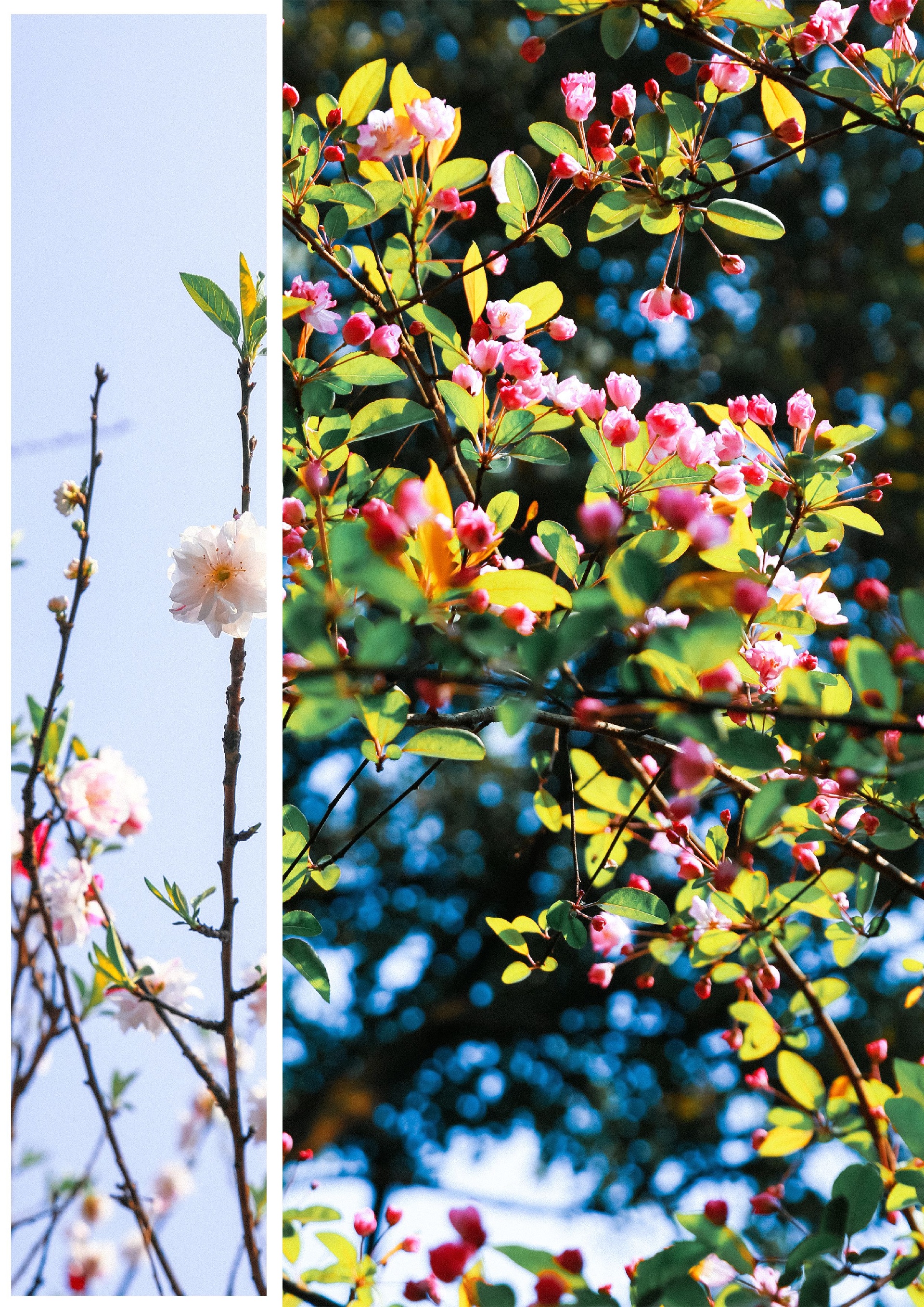 重庆赏花地来碧津公园赏双色桃花，许你三生三世的浪漫