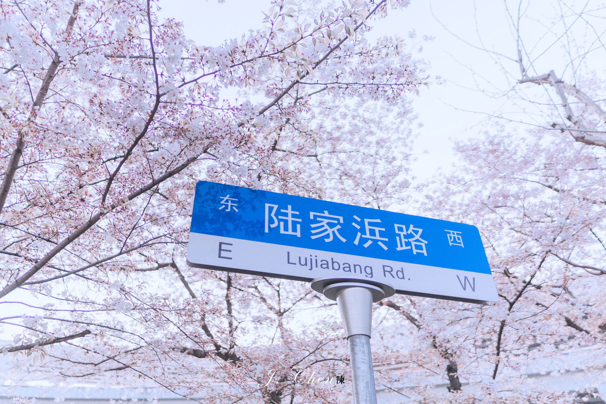 上海·南浦大桥丨这个春天，我们去这座樱花车站拍樱花吧