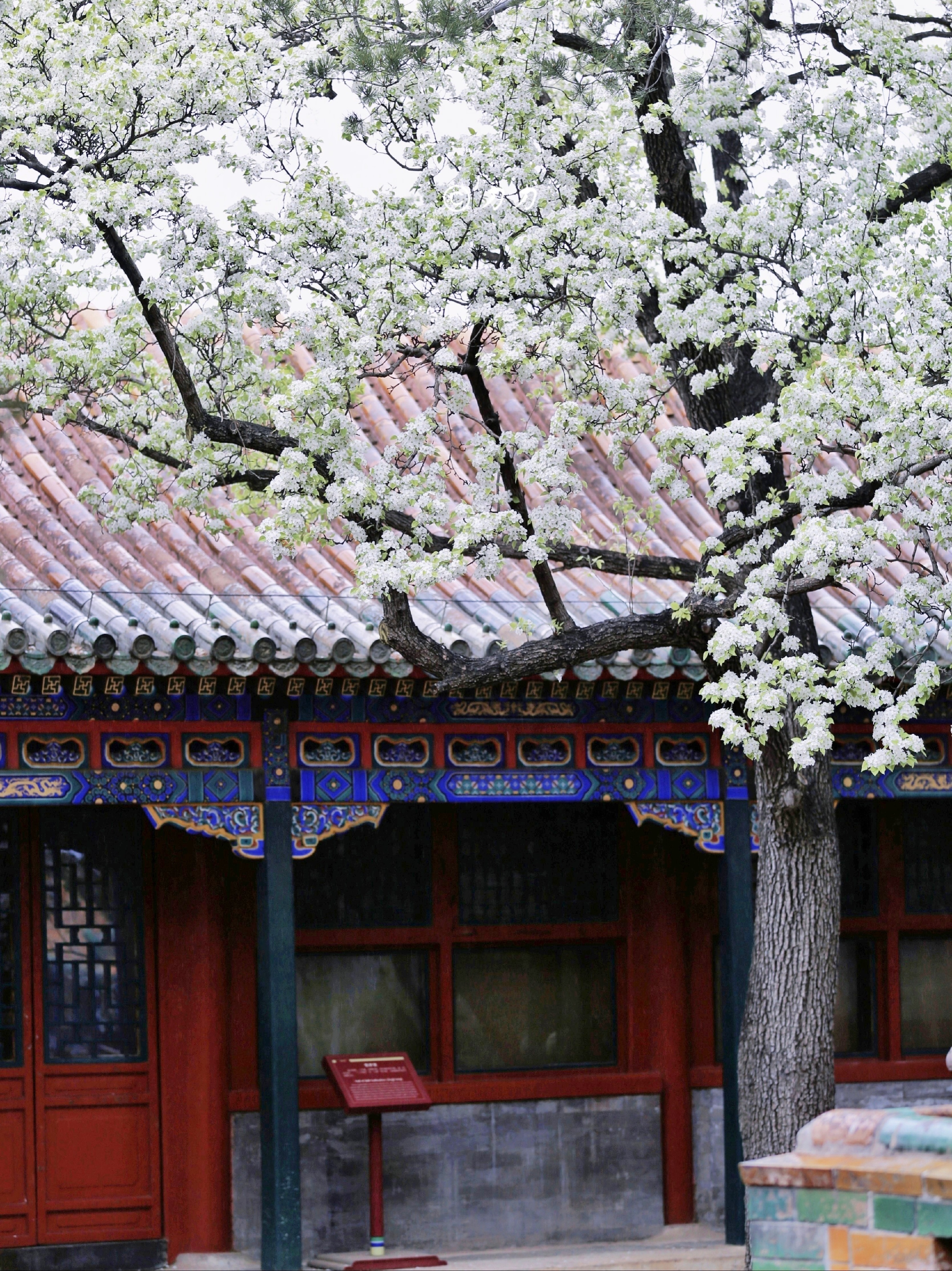 2023京城看白色春花的真正小众去处｜团城三白_北海公园-团城