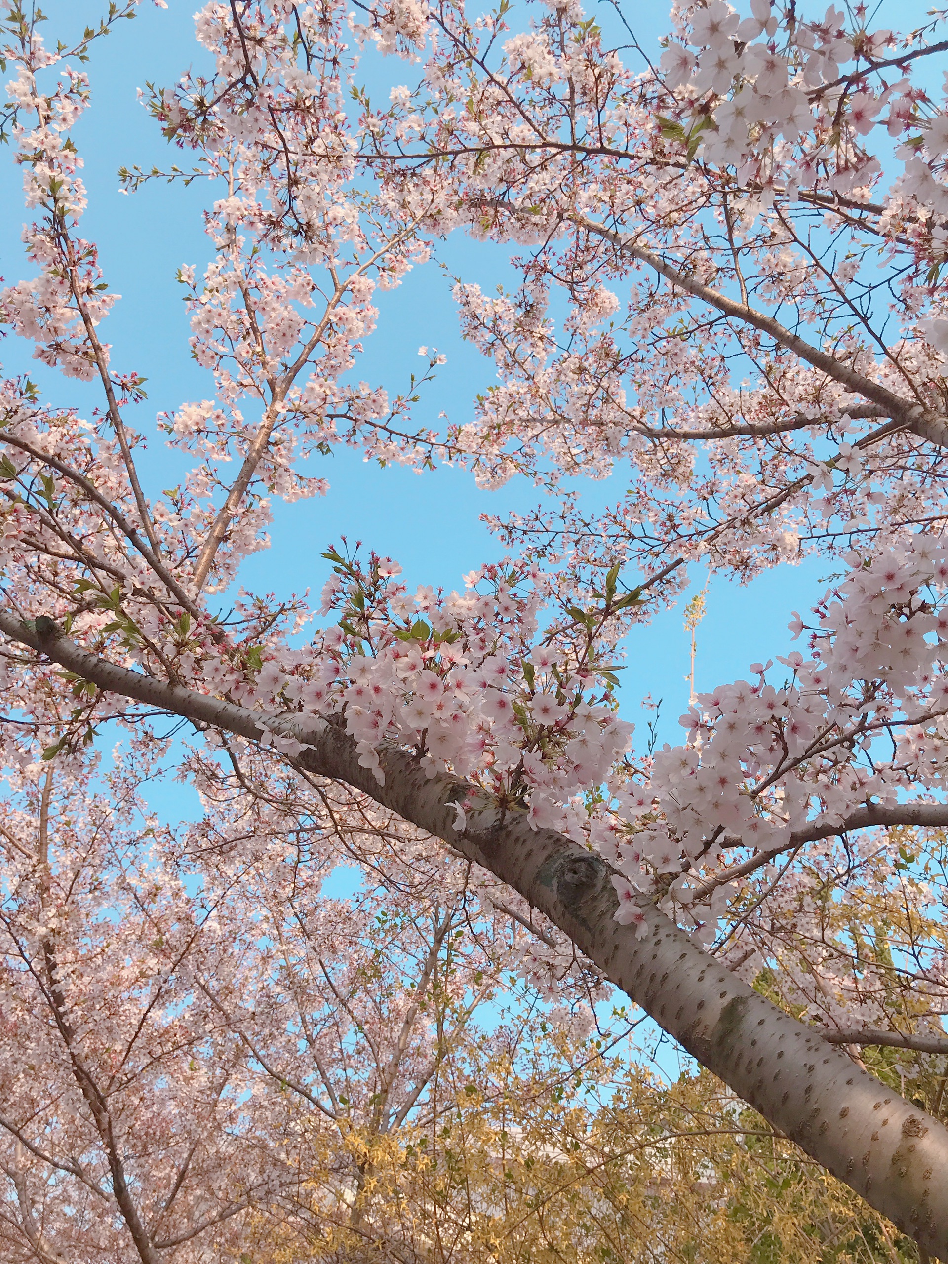 黄岛区最美樱花街！春季必打卡！