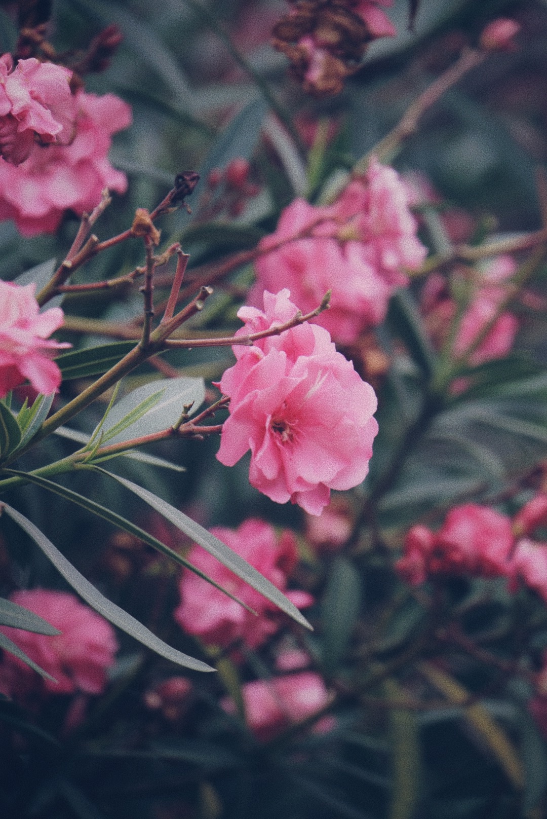 广州小众赏花地 | 假装在蔷薇花海里拍照的一份攻略-大角山海滨公园