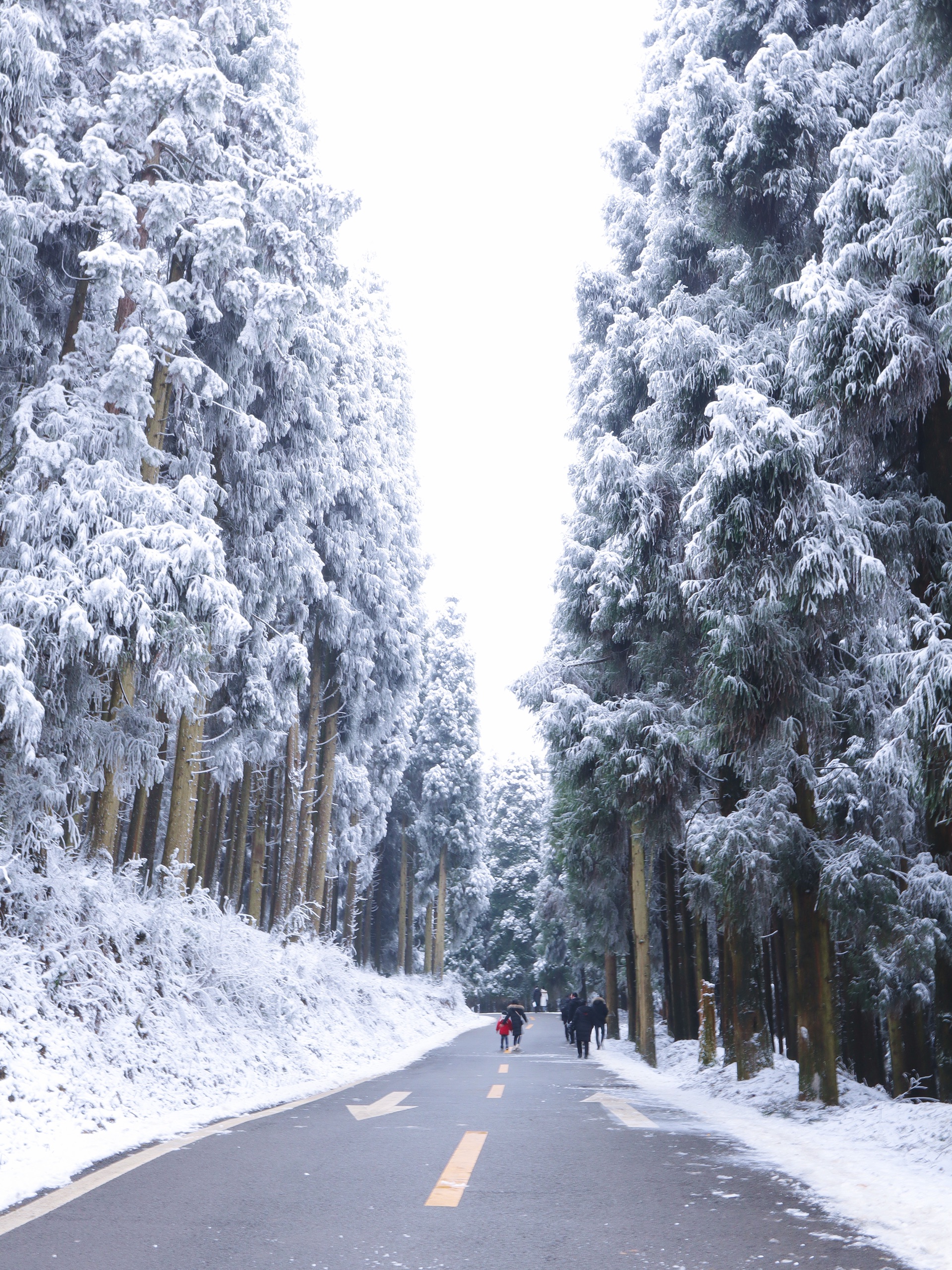 重庆周边看雪——仙女山森林公园看雪不堵车