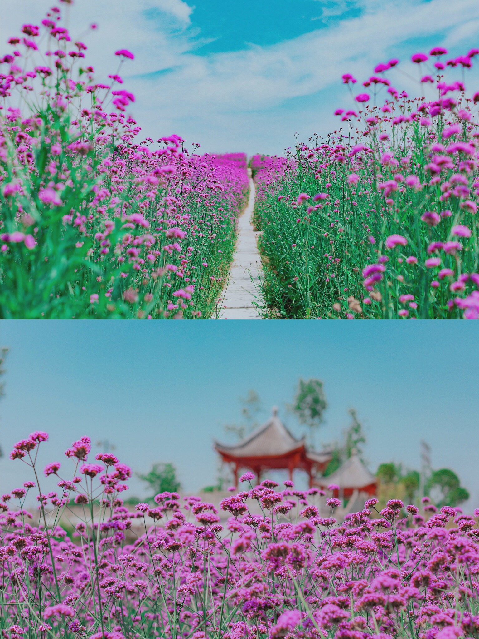 重庆旅游小众拍照秘境，大片紫红花海_万灵古镇