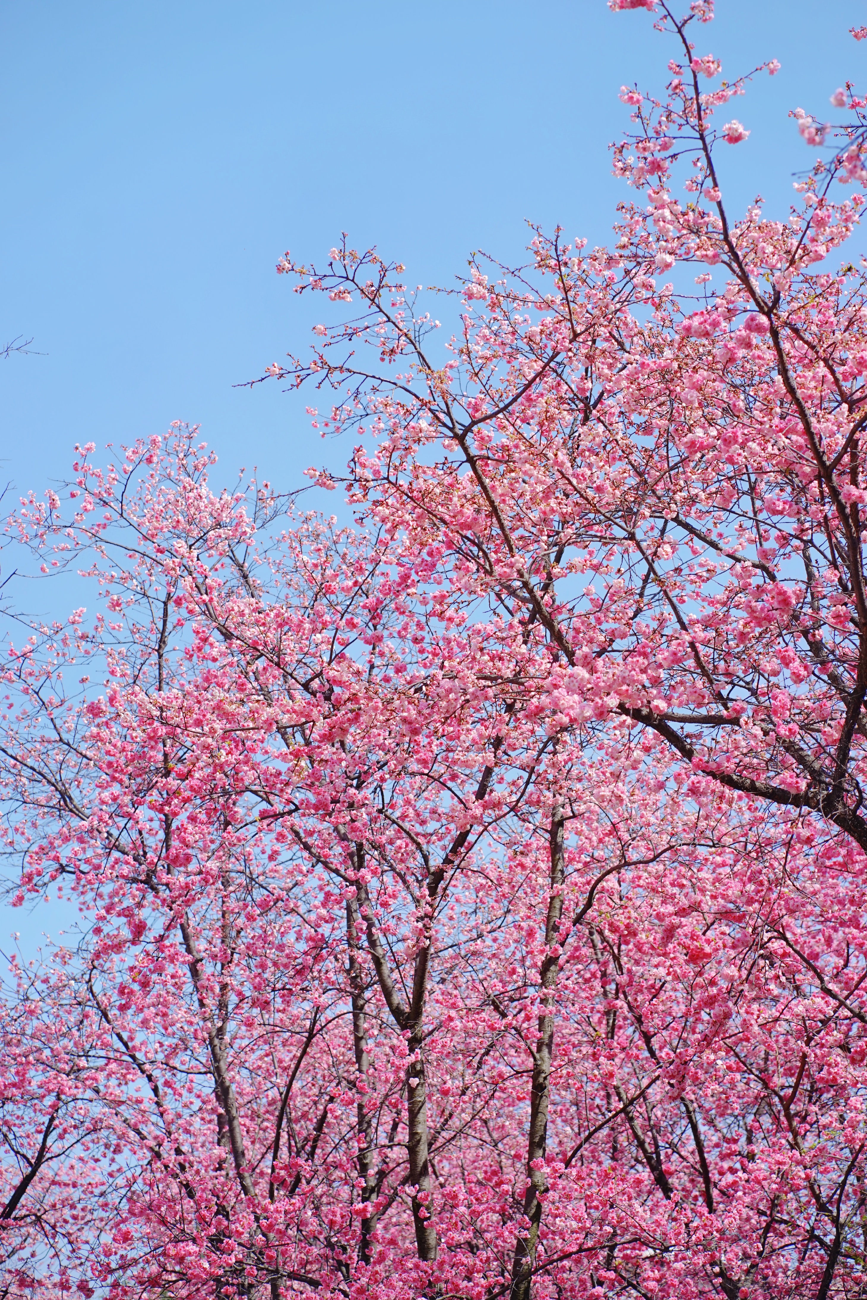 三月樱花璀璨，又是羡慕大理人的时节|大理赏樱花最美的地方