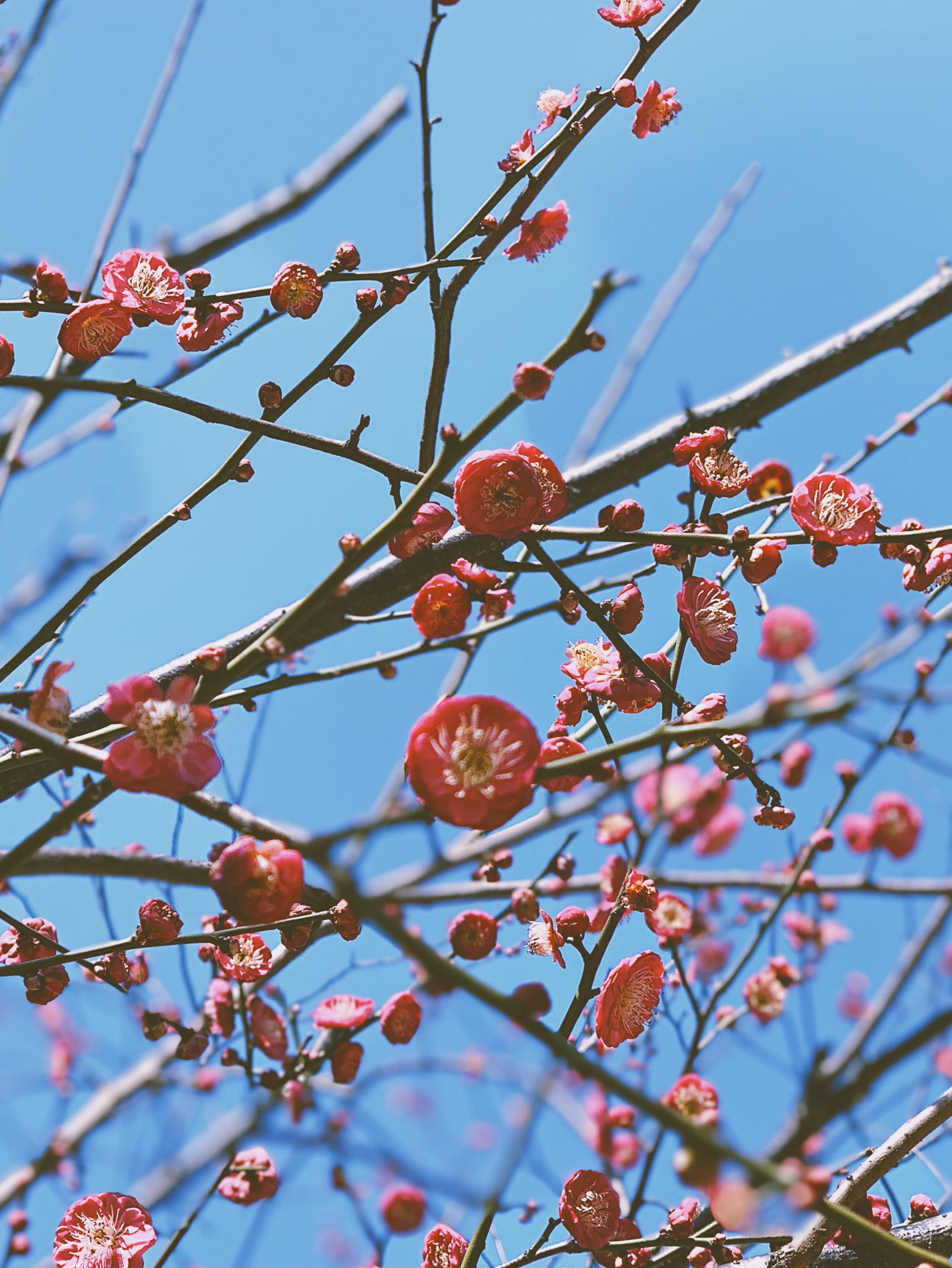 长沙花团锦簇的初春像极了童话-沙湾公园
