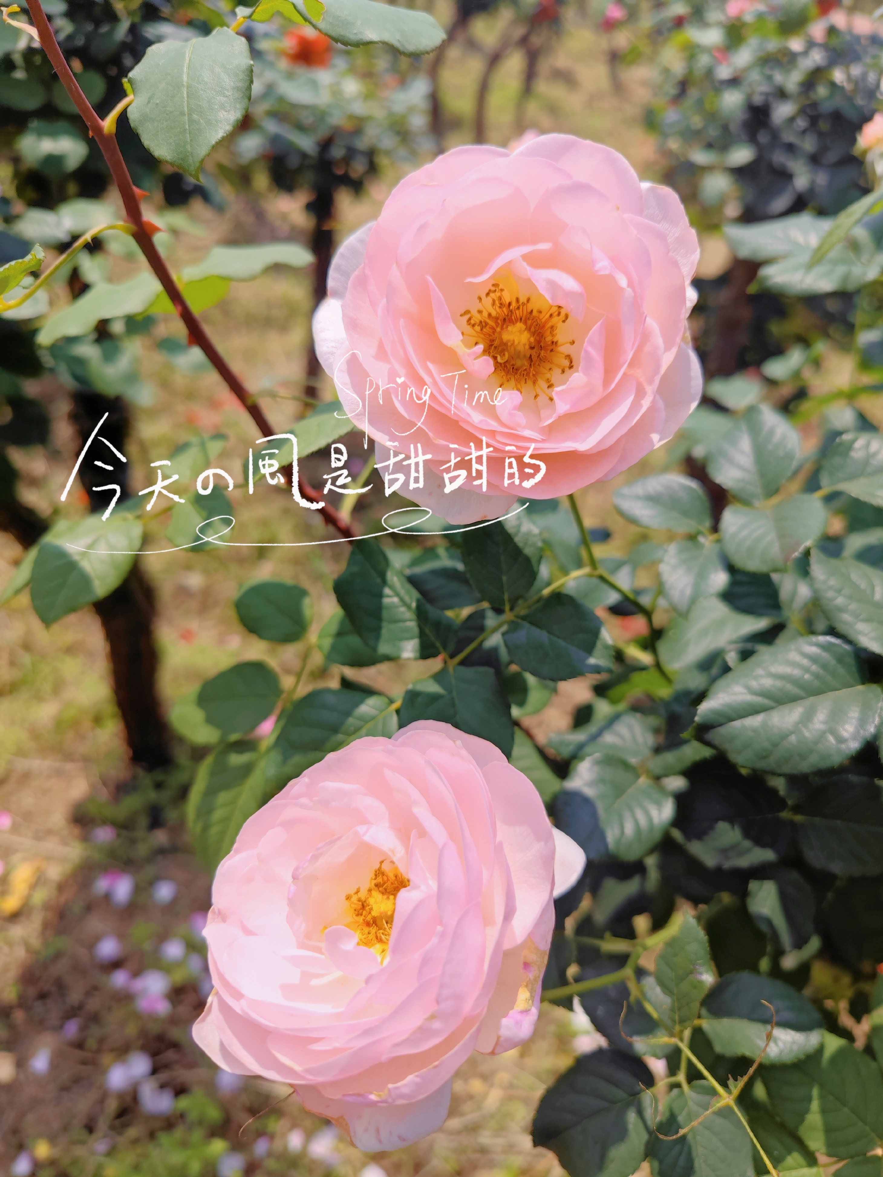 我发现了重庆超大面积的花海！_重庆山城玫瑰花海