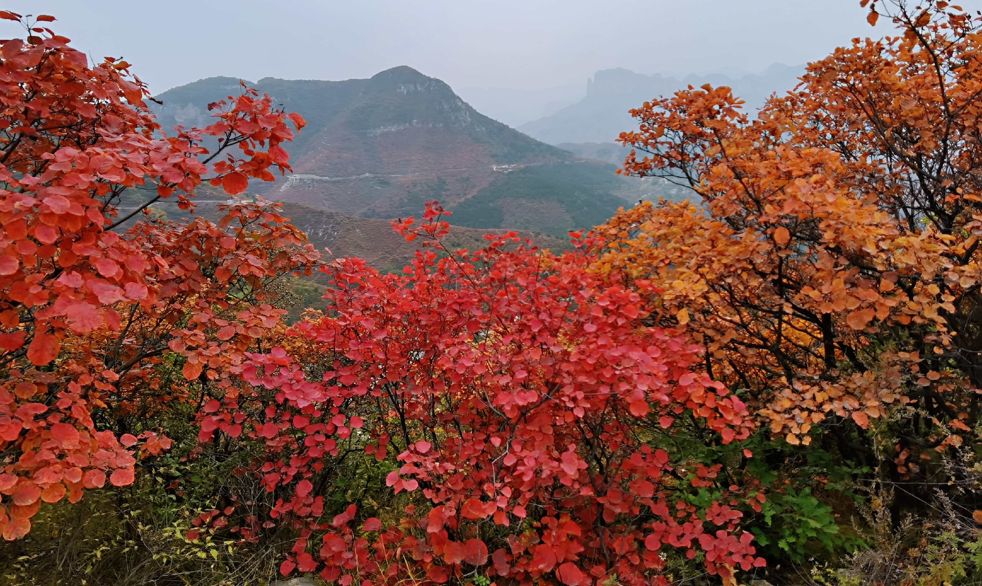 四方山景区知道秋色 慕名而来 满山遍野红色 视觉盛宴