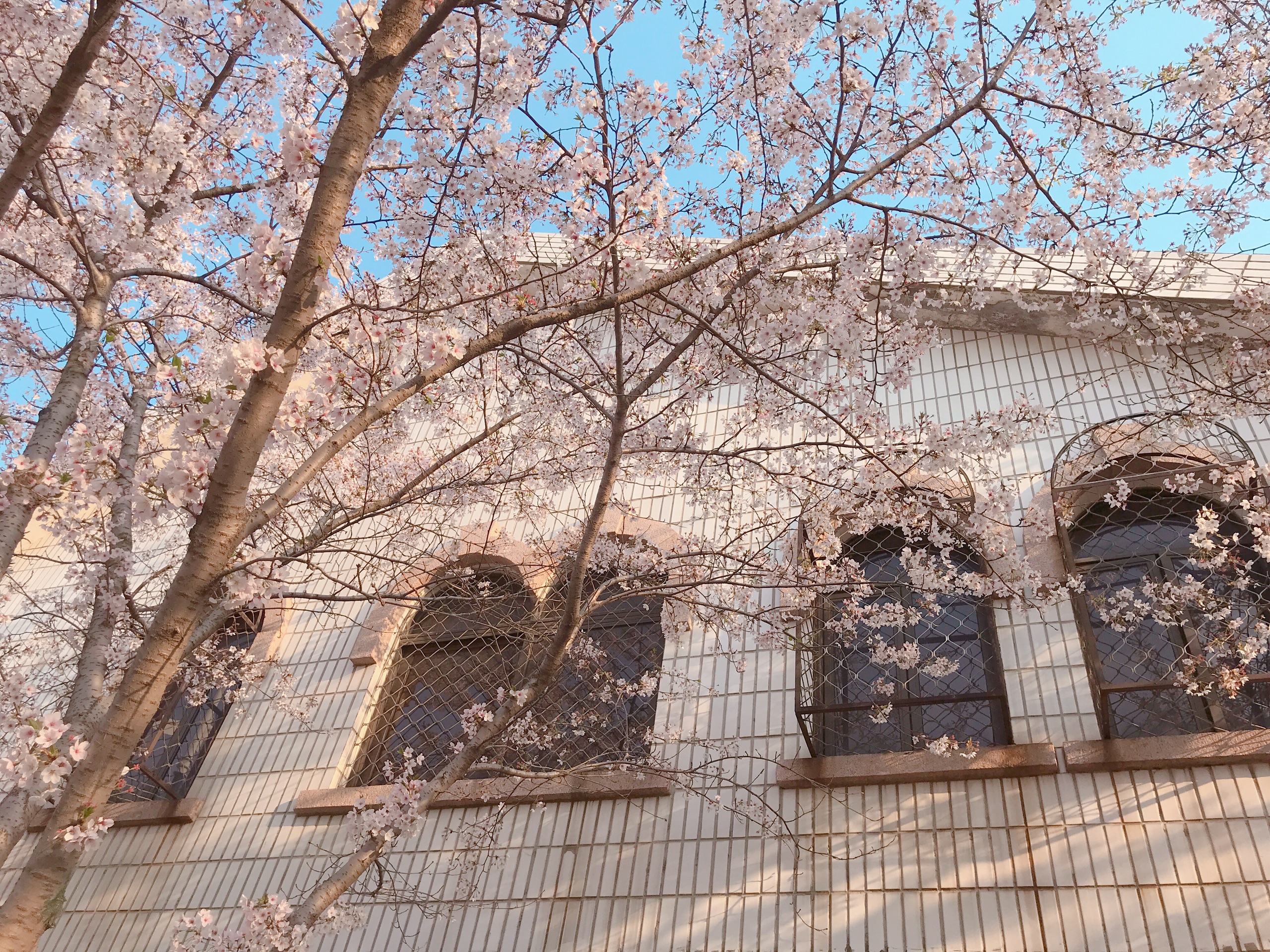 黄岛区最美樱花街！春季必打卡！