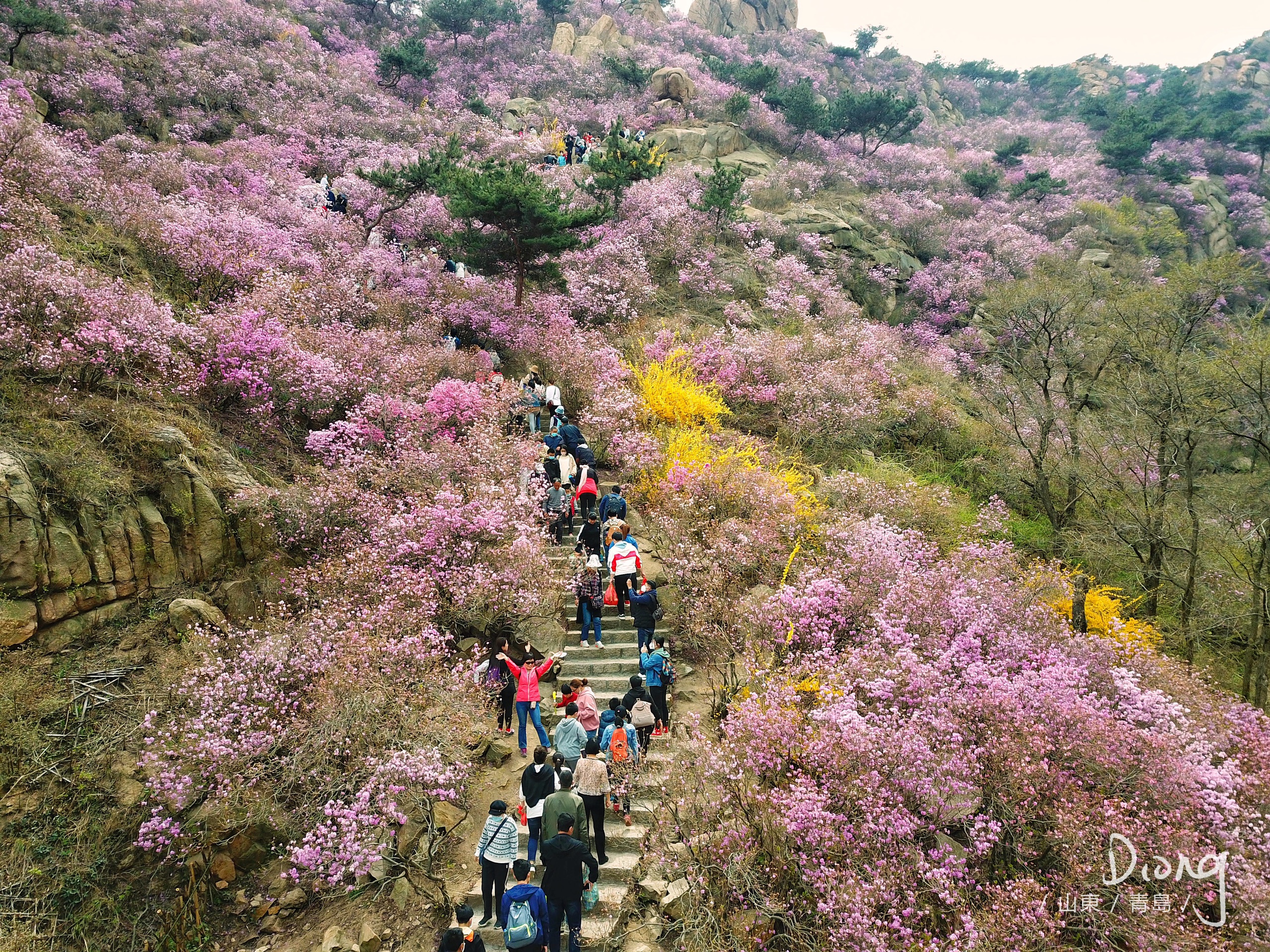 不冷静の青岛｜最美的四月，看山花烂漫-大珠山风景区