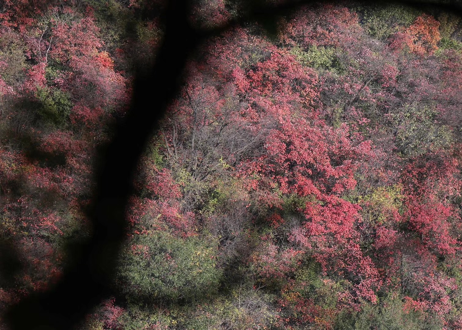 甘山国家森林公园-甘山红叶
