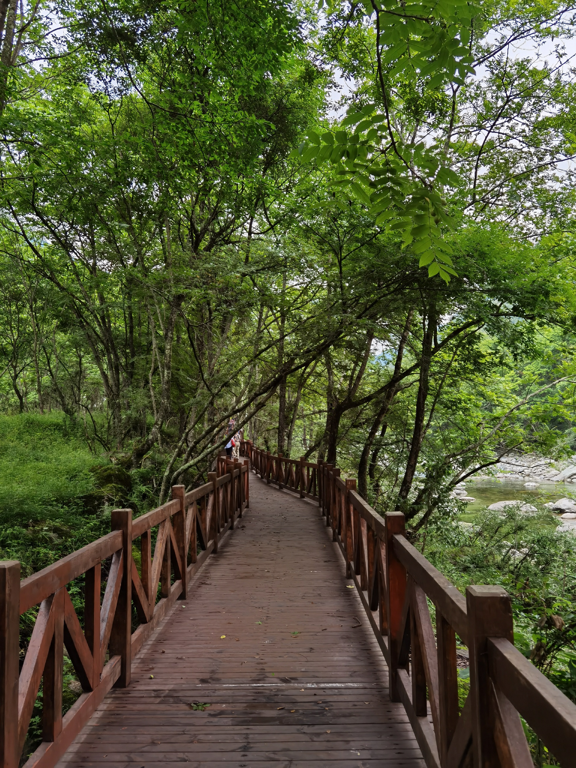 唐家河自然保护区很值得一走！森林覆盖率近乎百分百，树木的品种繁多
