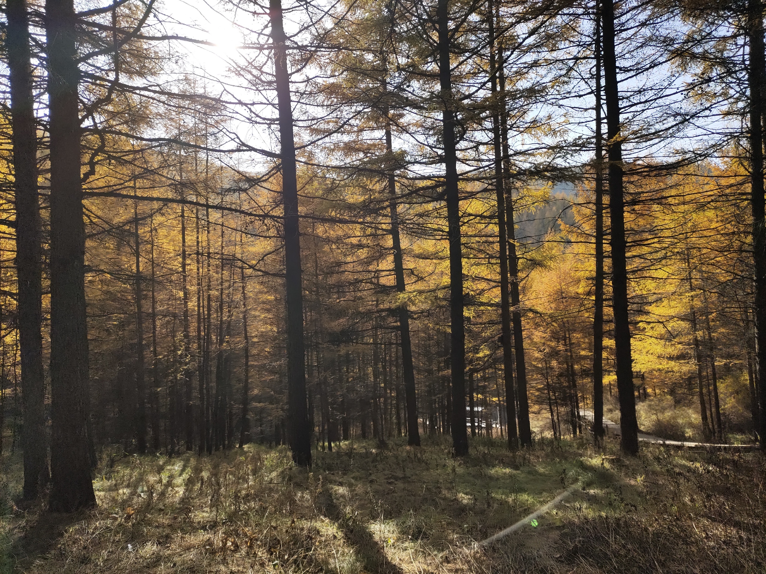 苏木山的秋天-下午鄂太阳更照着整座山金灿灿的，整座山很安静
