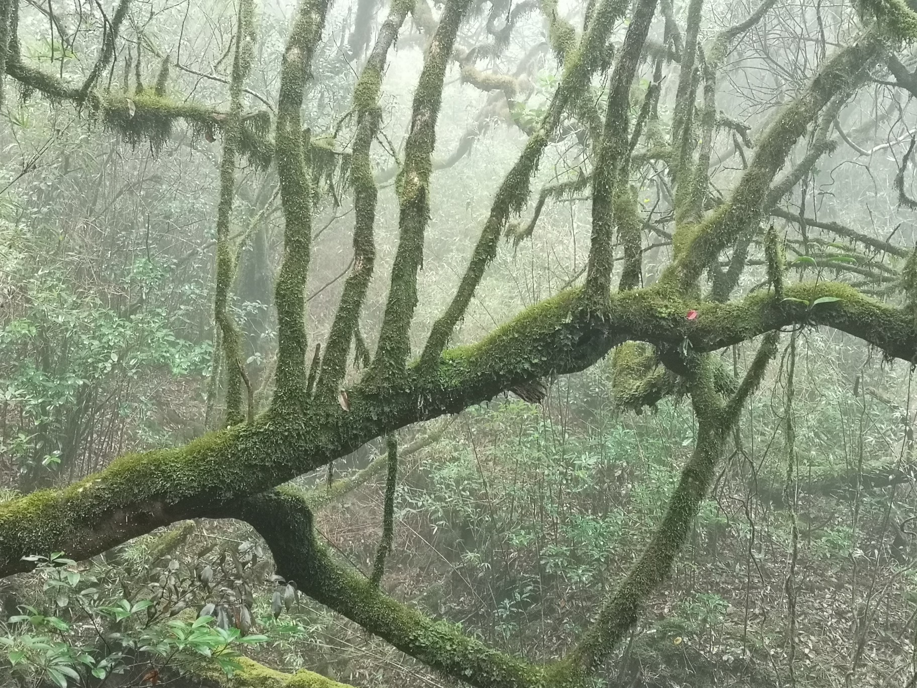 猫儿山—原始森林，走进绿野仙踪