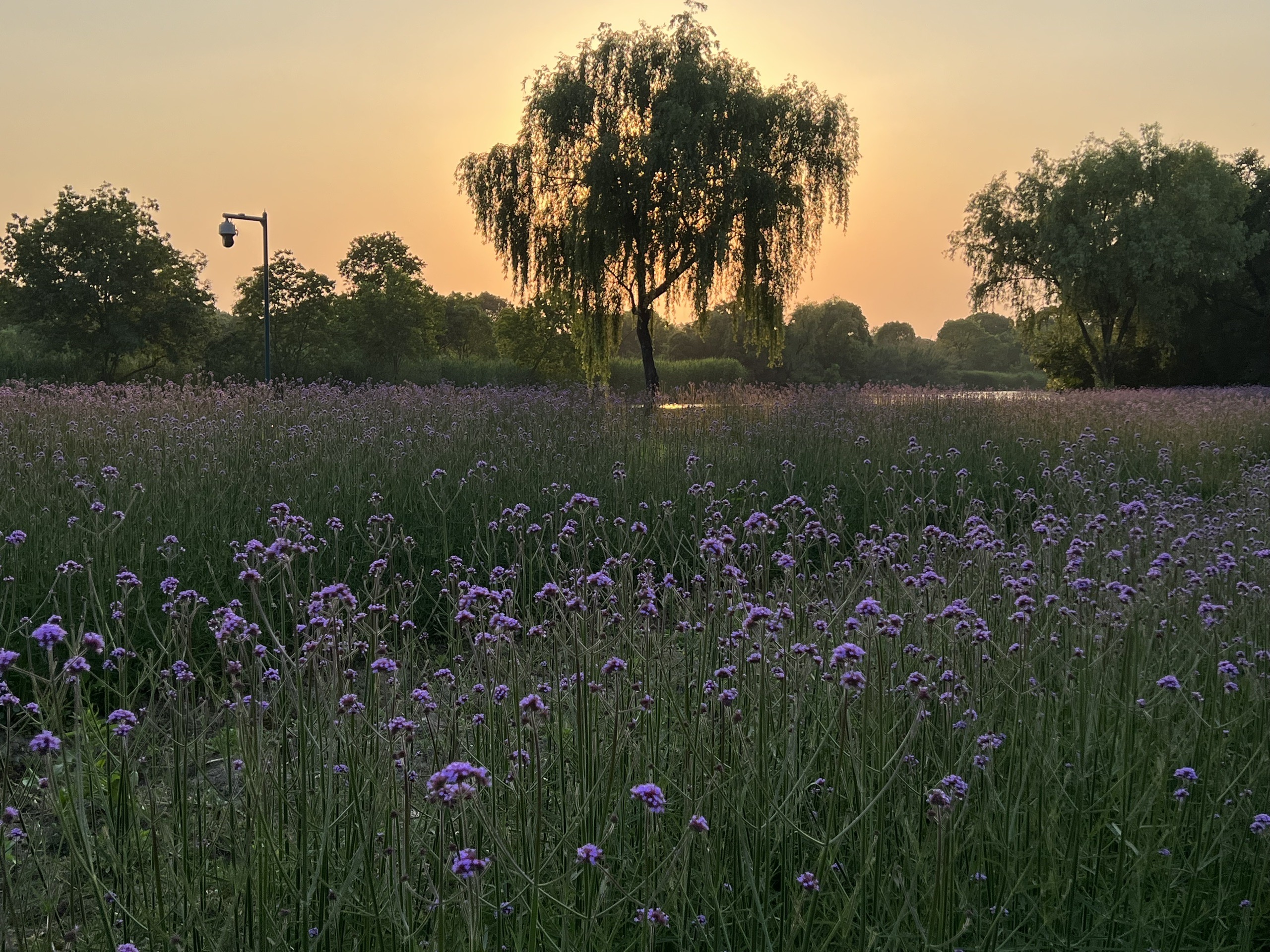 夕阳下的西溪观鸟亭的马鞭草花海_杭州西溪国家湿地公园观鸟亭