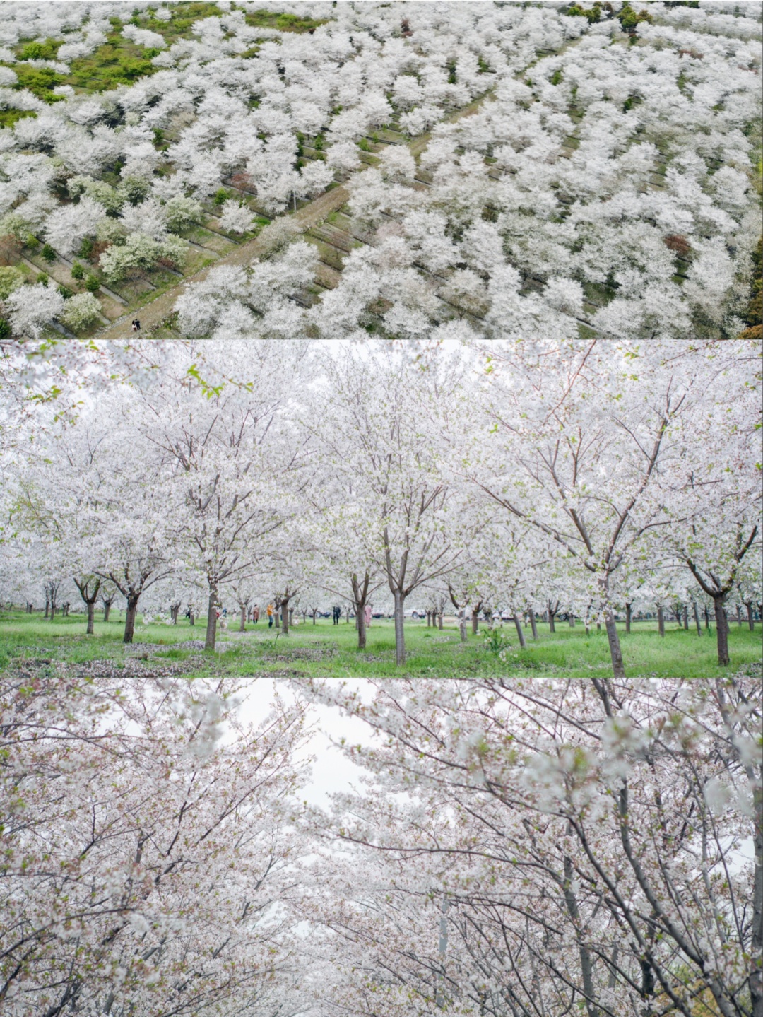 杭州必打卡景点-没想到在杭州还藏着这么大一片樱花花海