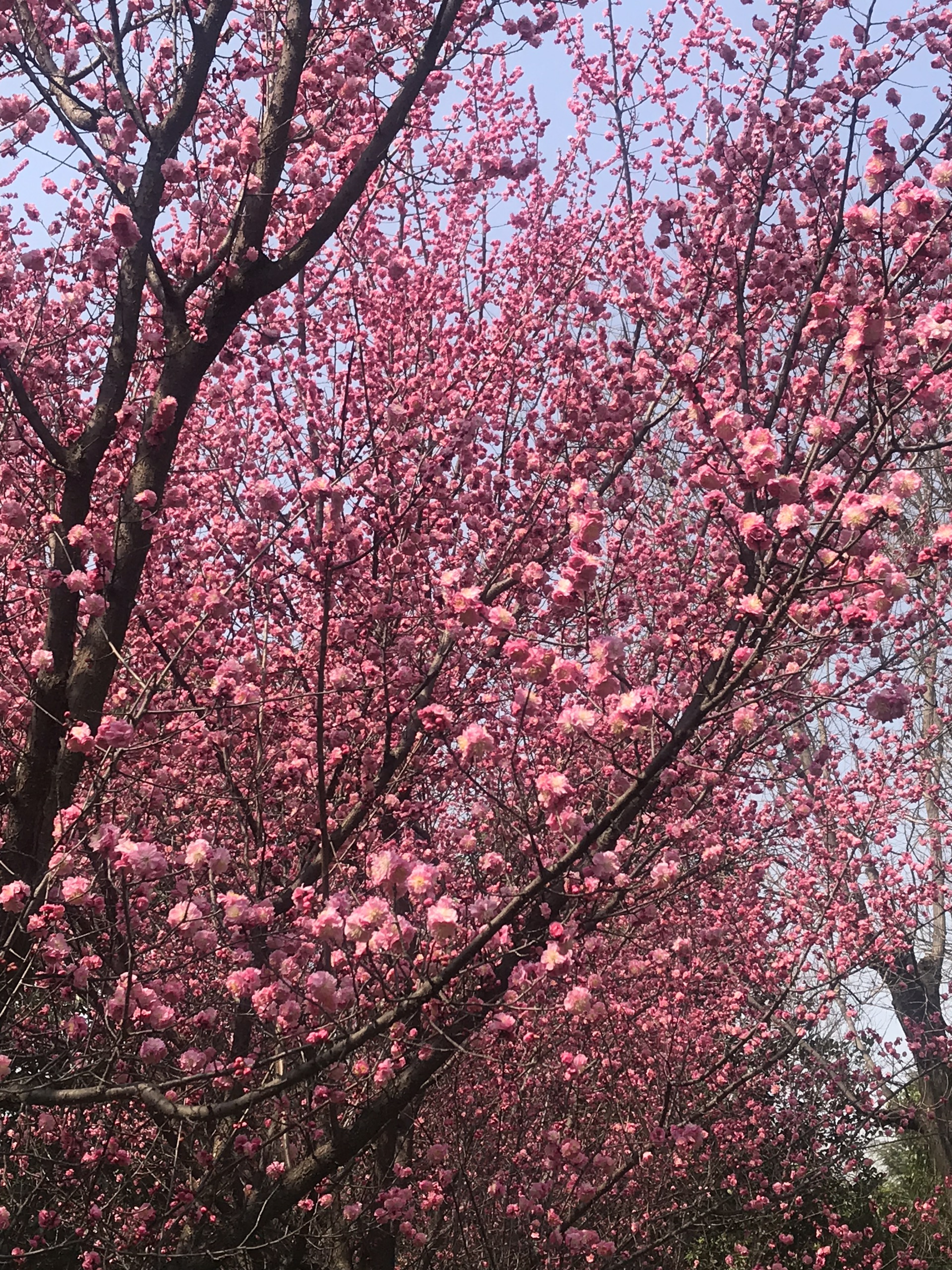 春色满园-咸阳市沣河森林公园