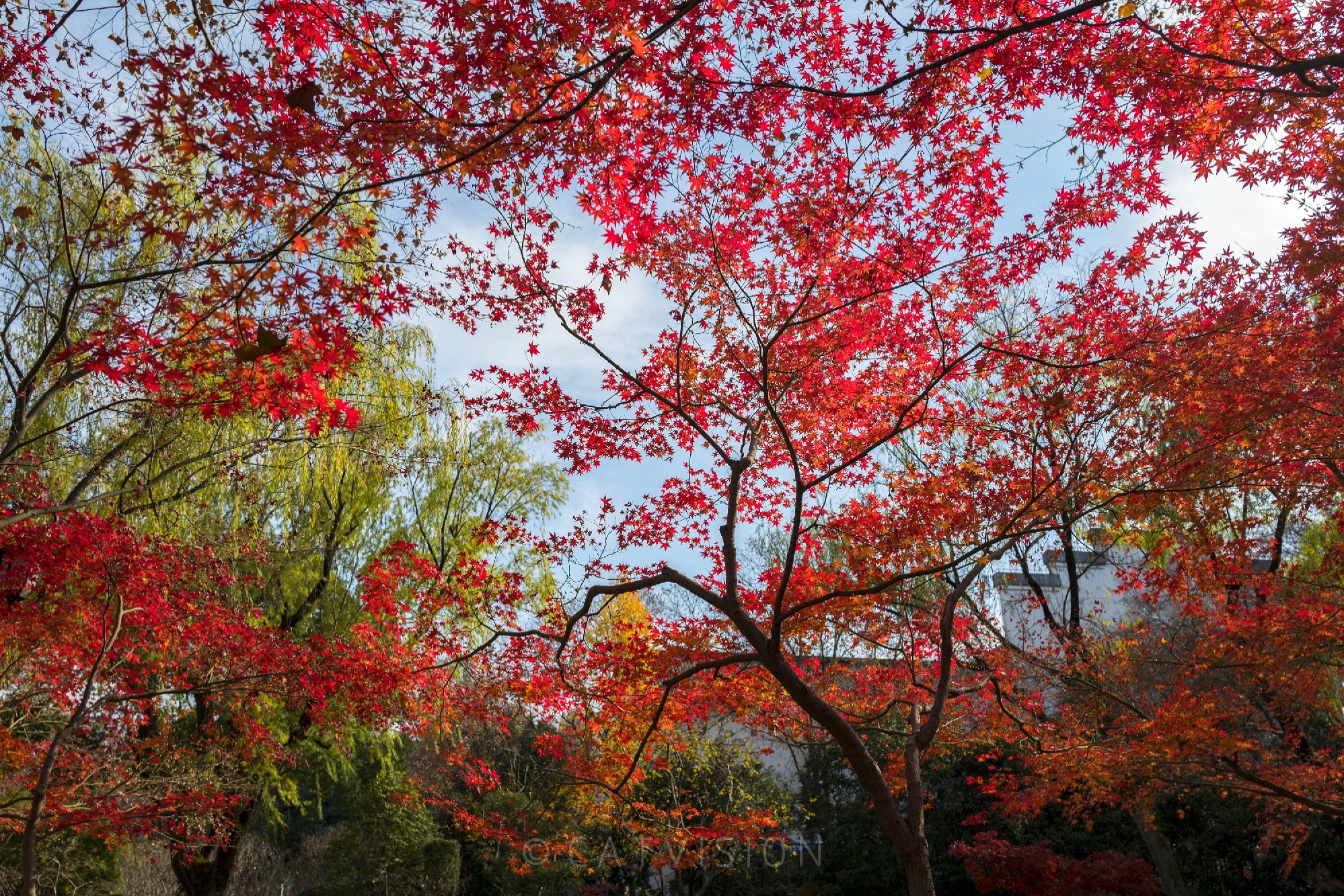 五彩“枫”景｜上海鲁迅公园的冬日居然这么美！