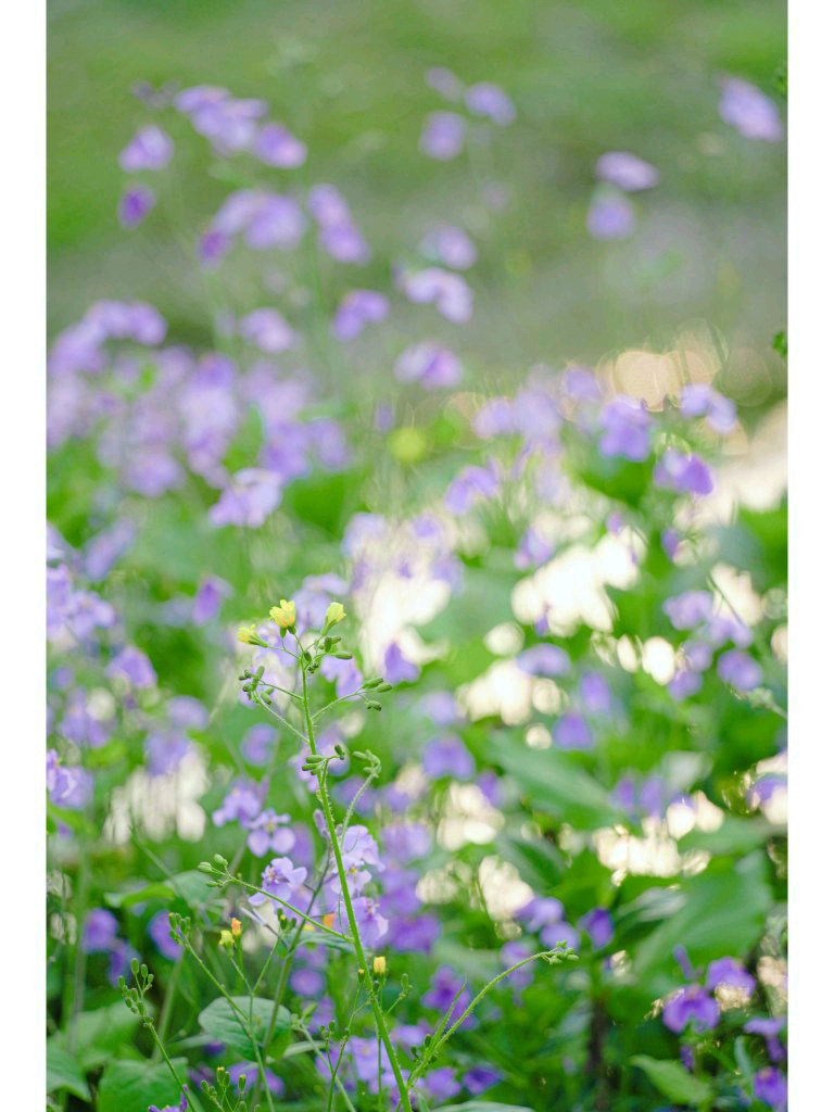 成都竟藏一大片开满紫色花朵的浪漫静谧的梦幻森林！青杨树湿地公园