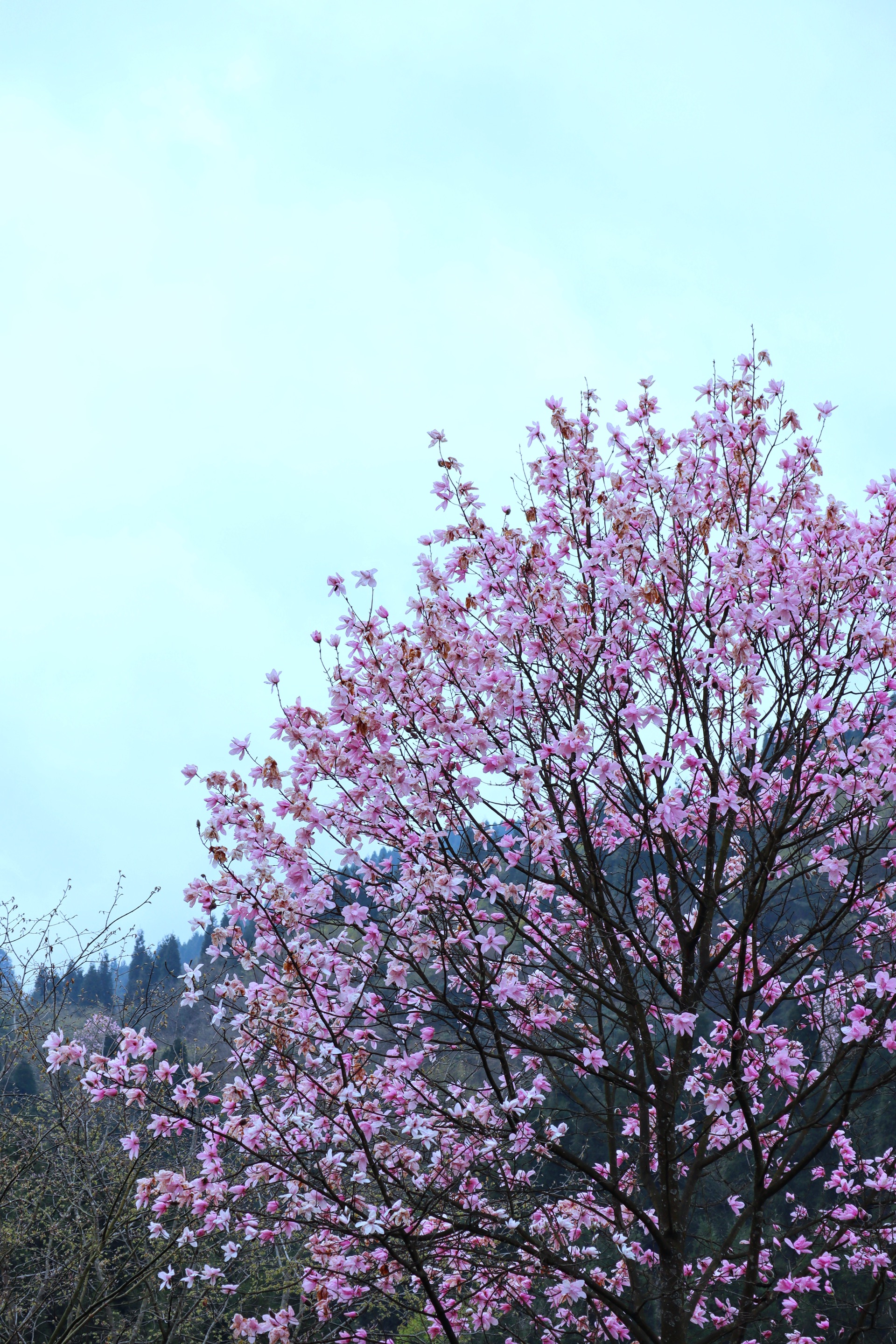 木末芙蓉花，山中发红萼——药王谷三赏辛夷花