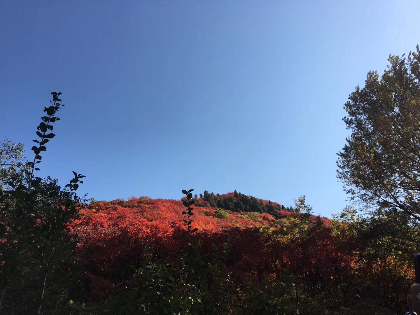 看漫山层林尽染， 赏一野红霞满天-红叶谷