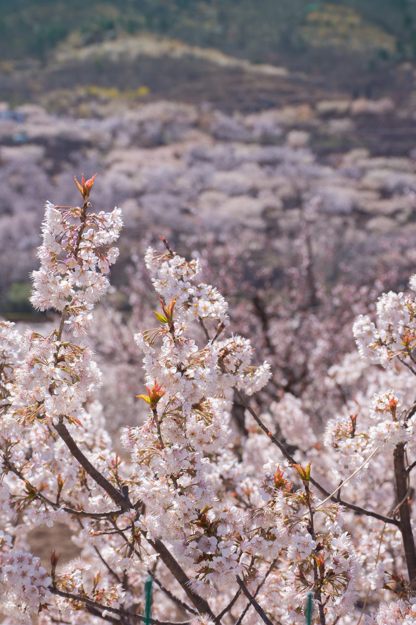 崂山樱桃谷_崂山每年三月底四月初会开满漫山遍野的樱桃花