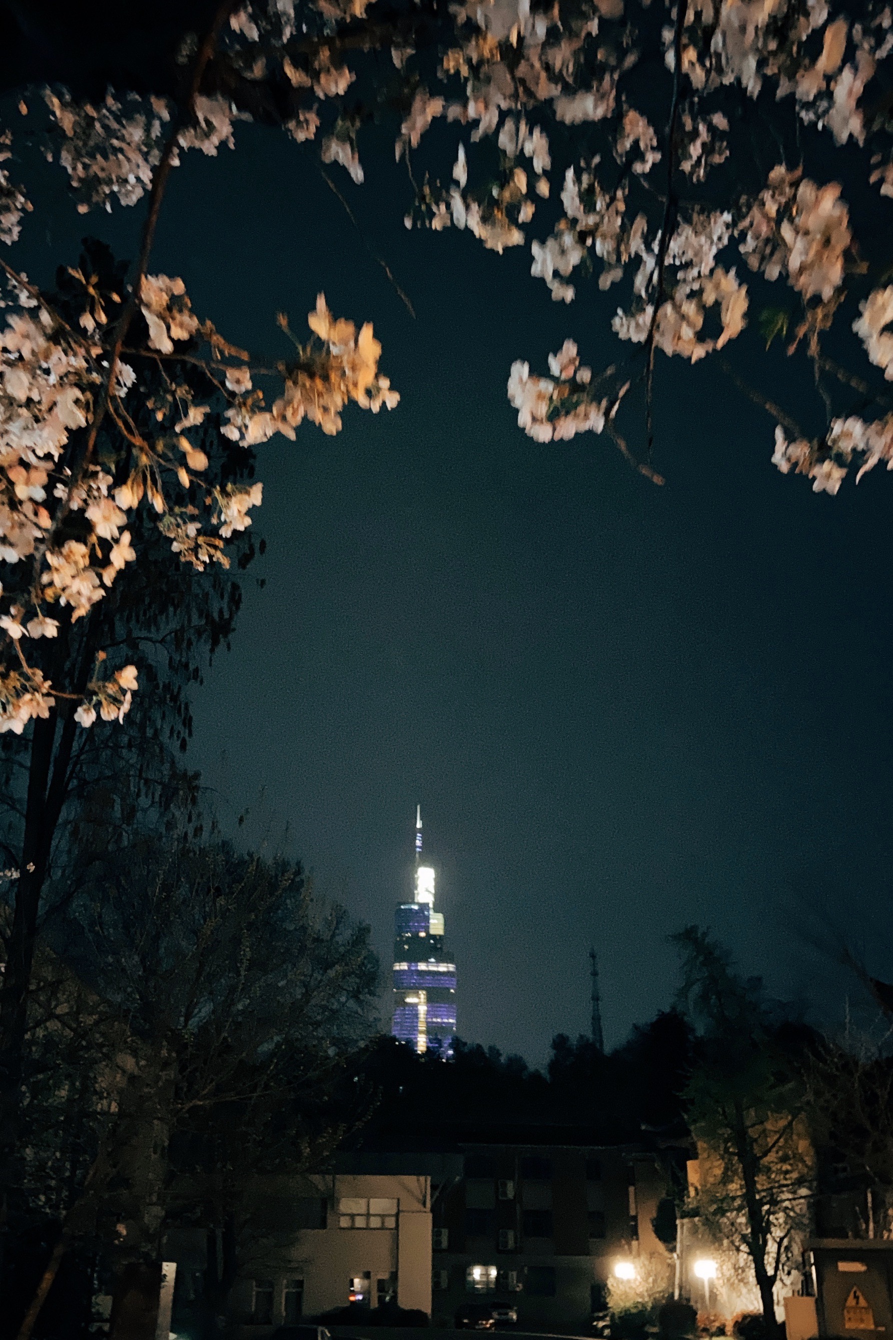 鸡鸣寺夜樱一个接近三月南京最好的机会_鸡鸣寺樱花大道