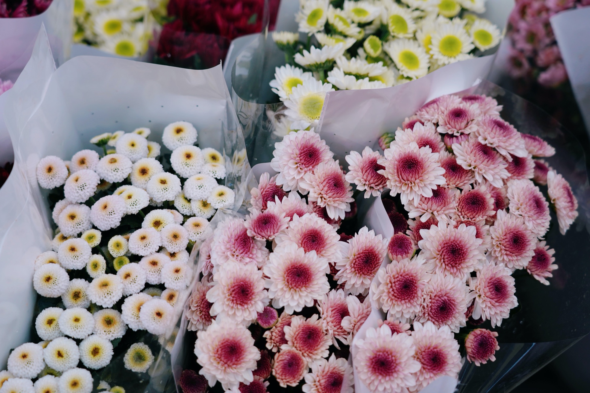 据说全国的花都出自昆明的斗南花市的时候，立刻把斗南花市列入了必去打卡的地方