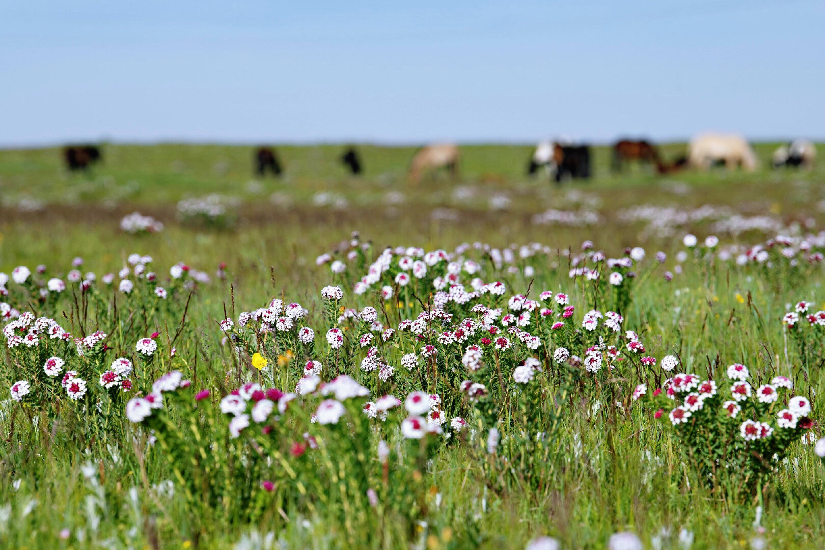 7月是草原最美的季节-辉腾锡勒草原黄花沟