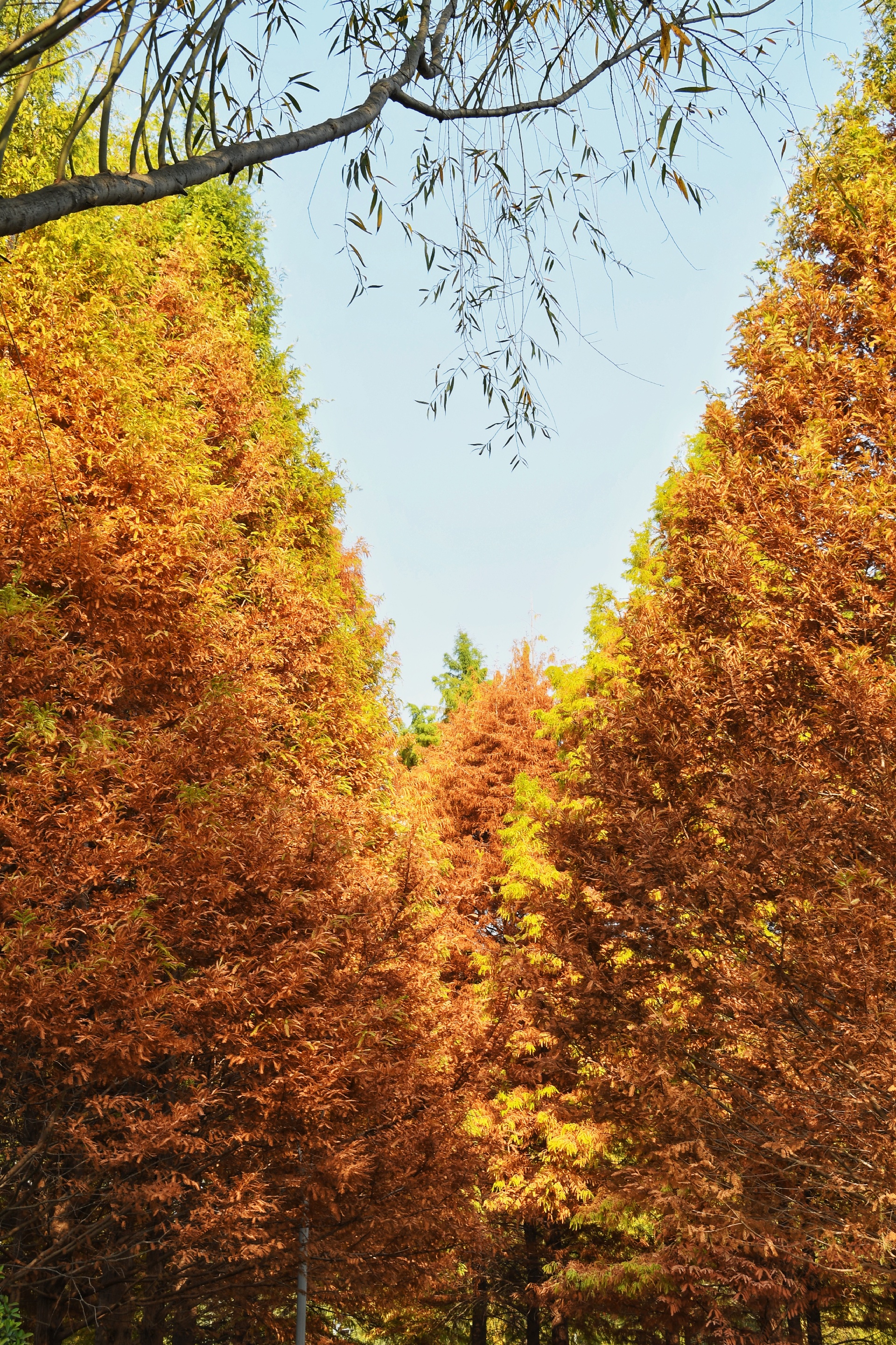 秋来郑州植物园|荆溪白石出，天寒红叶稀。