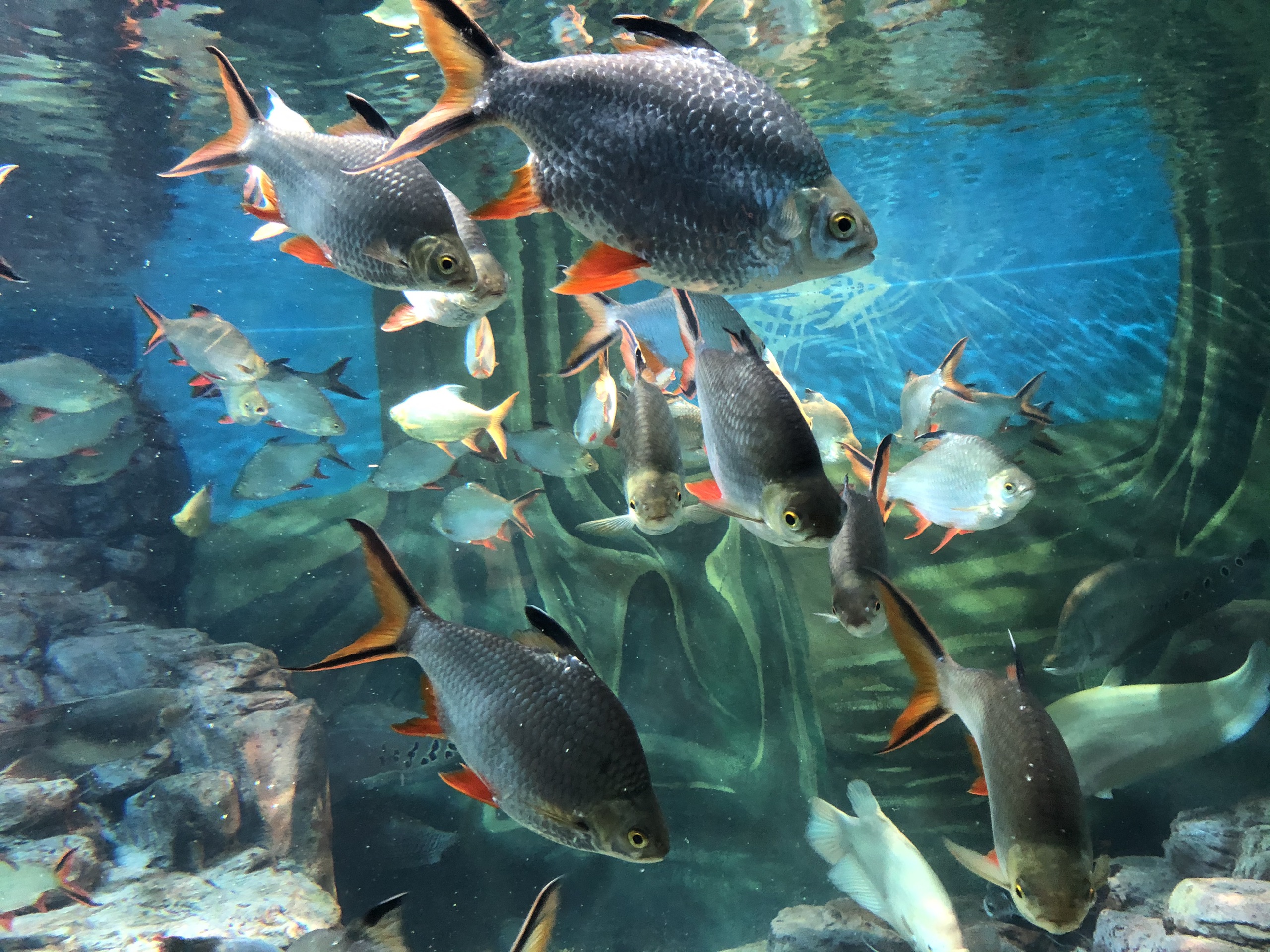 上海海洋水族馆主要的观光体验是类似于海底隧道一般 全方位的观看海洋生物