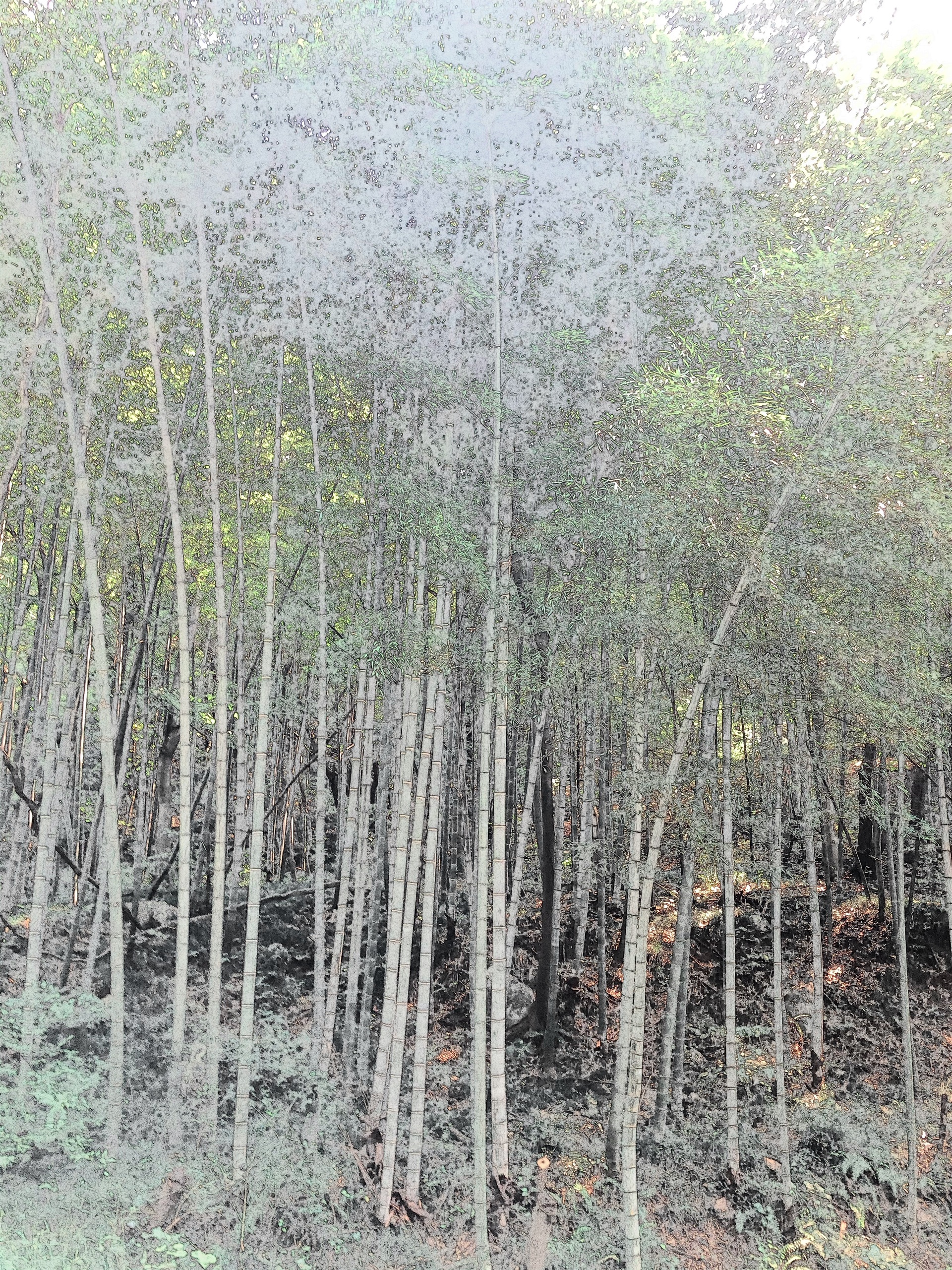 镇江句容-宝华山国家森林公园